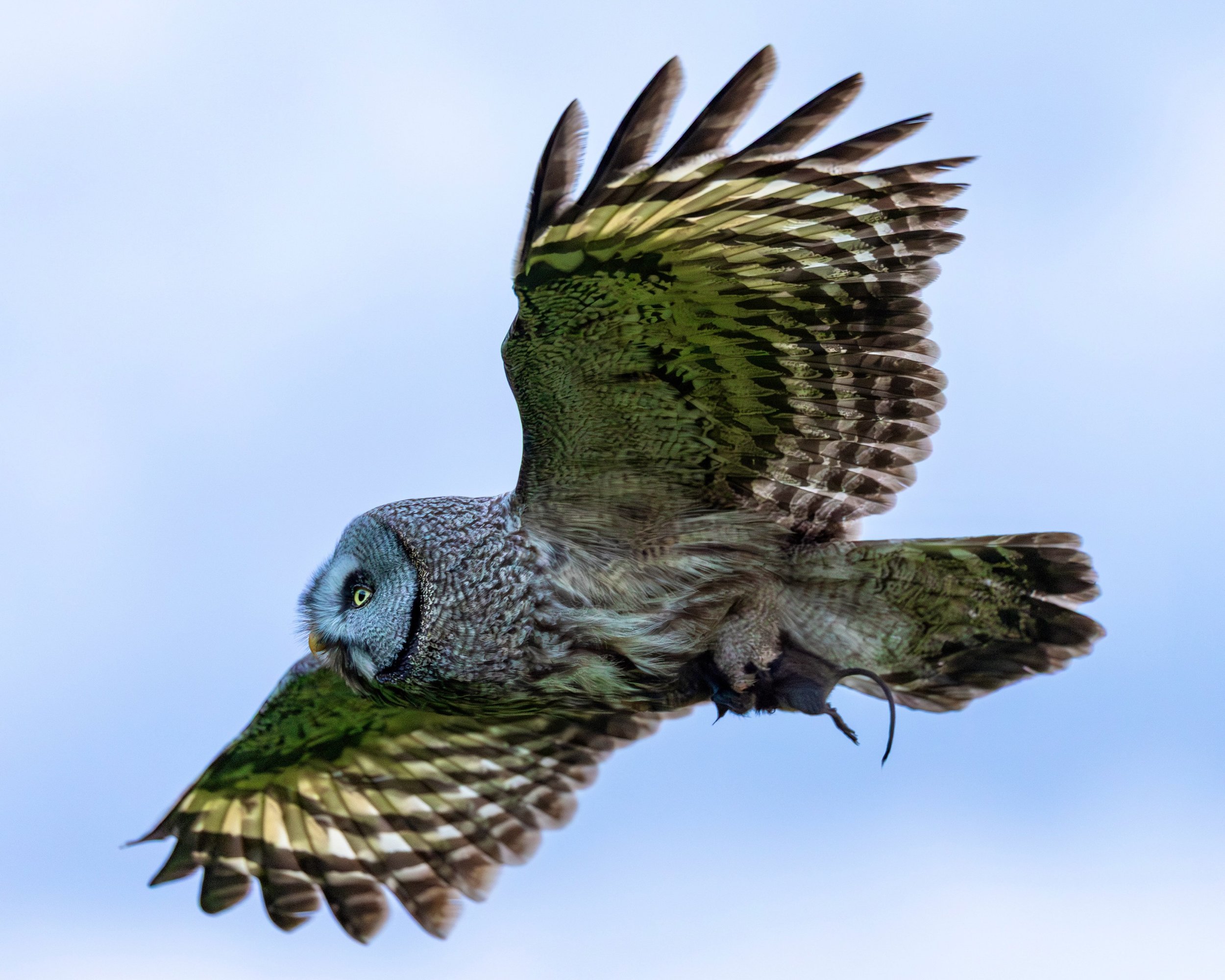 Great grey owl.
#greatgreyowl #wildlifephotography #sweden