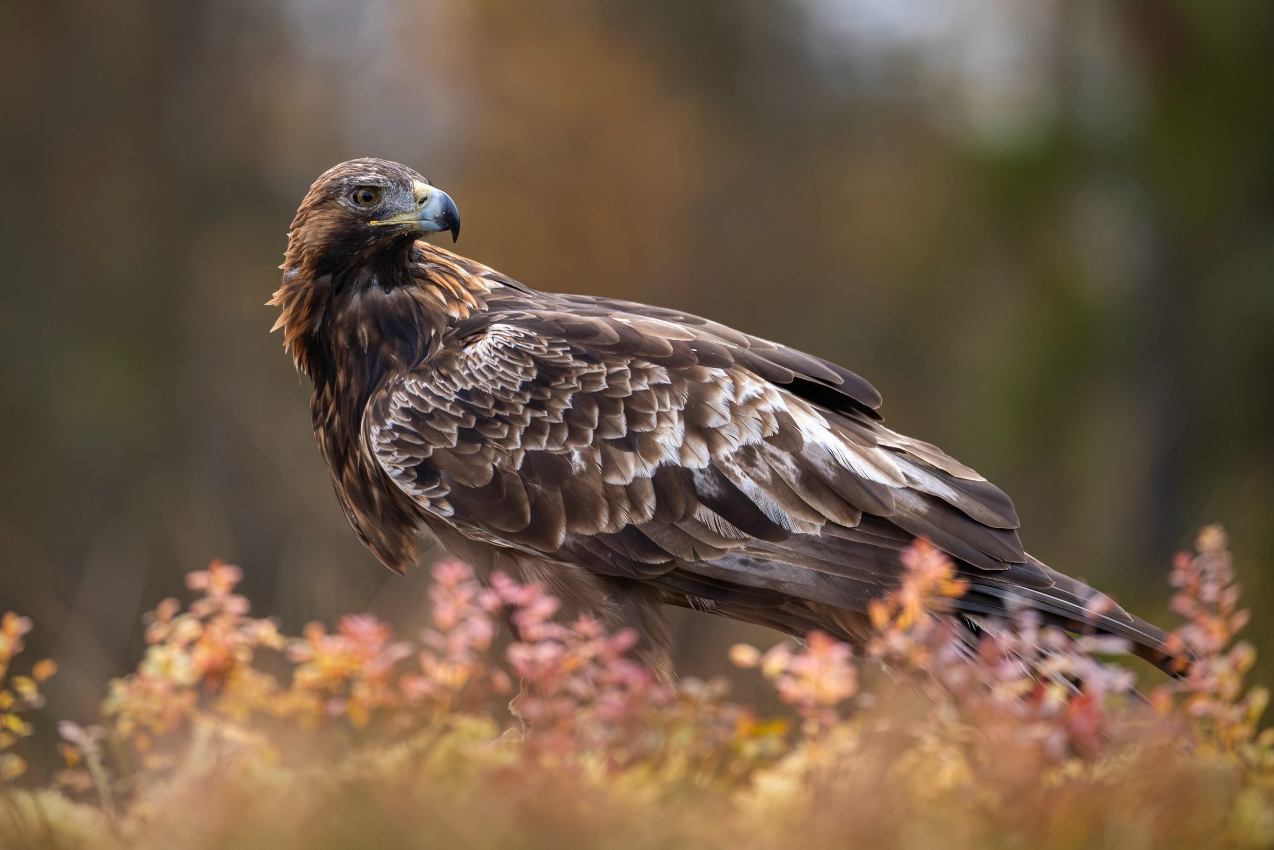 Autumn photo from yesterday, when the territorial golden eagles swept in outside the photo hide. The female, whom I have followed for about 15 years, is an impressive and powerful eagle that turned 20 this past spring. #goldeneagle #v&auml;sterbotten