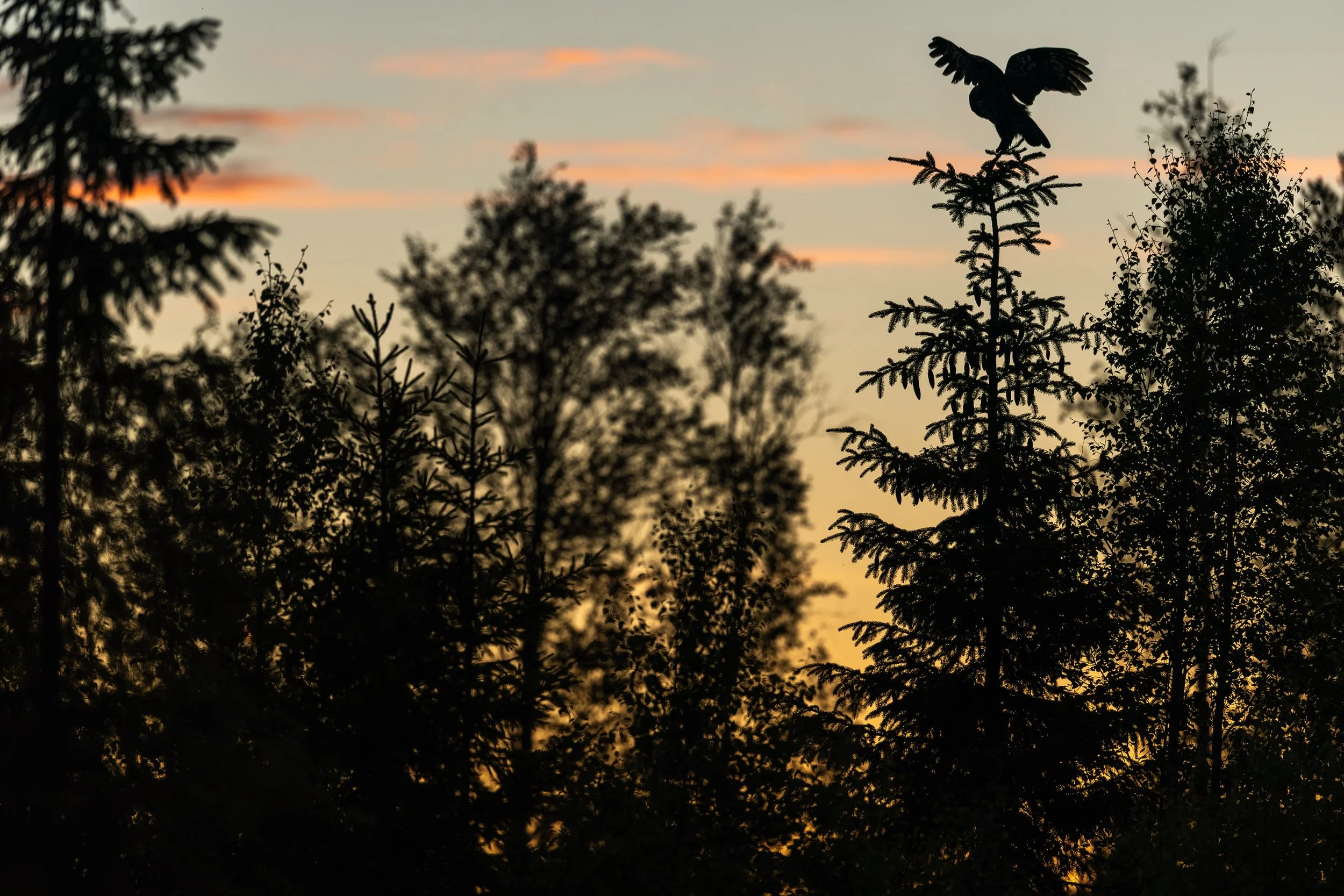 Great grey owl in the landscape.
#owls #greatgreyowl #2026 #v&auml;sterbotten #sweden
