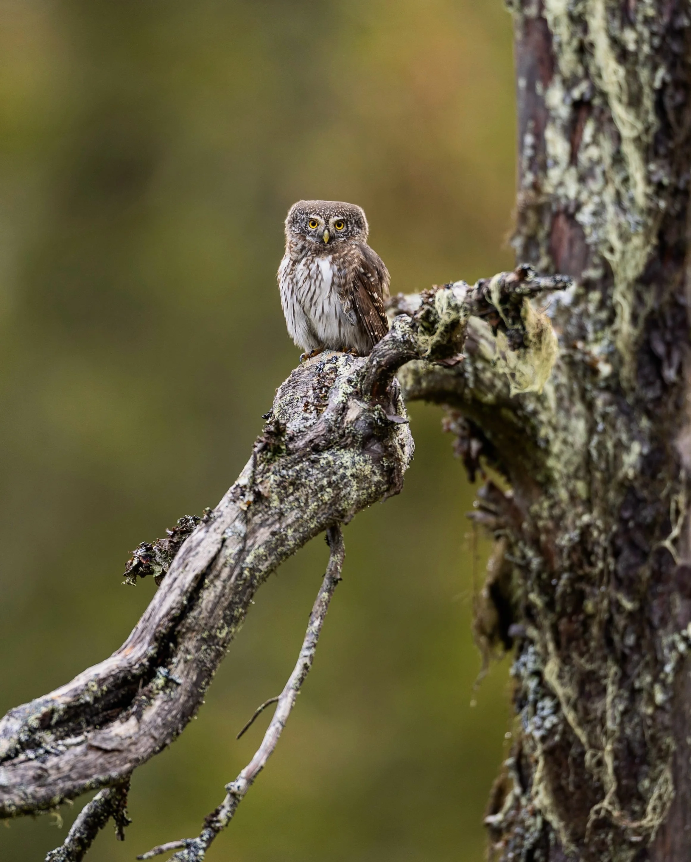 Pygmy owl in old forest, it looks like we have two territories with this kind of owl close to each other. #owls #savetheplanet #v&auml;sterbotten #sweden