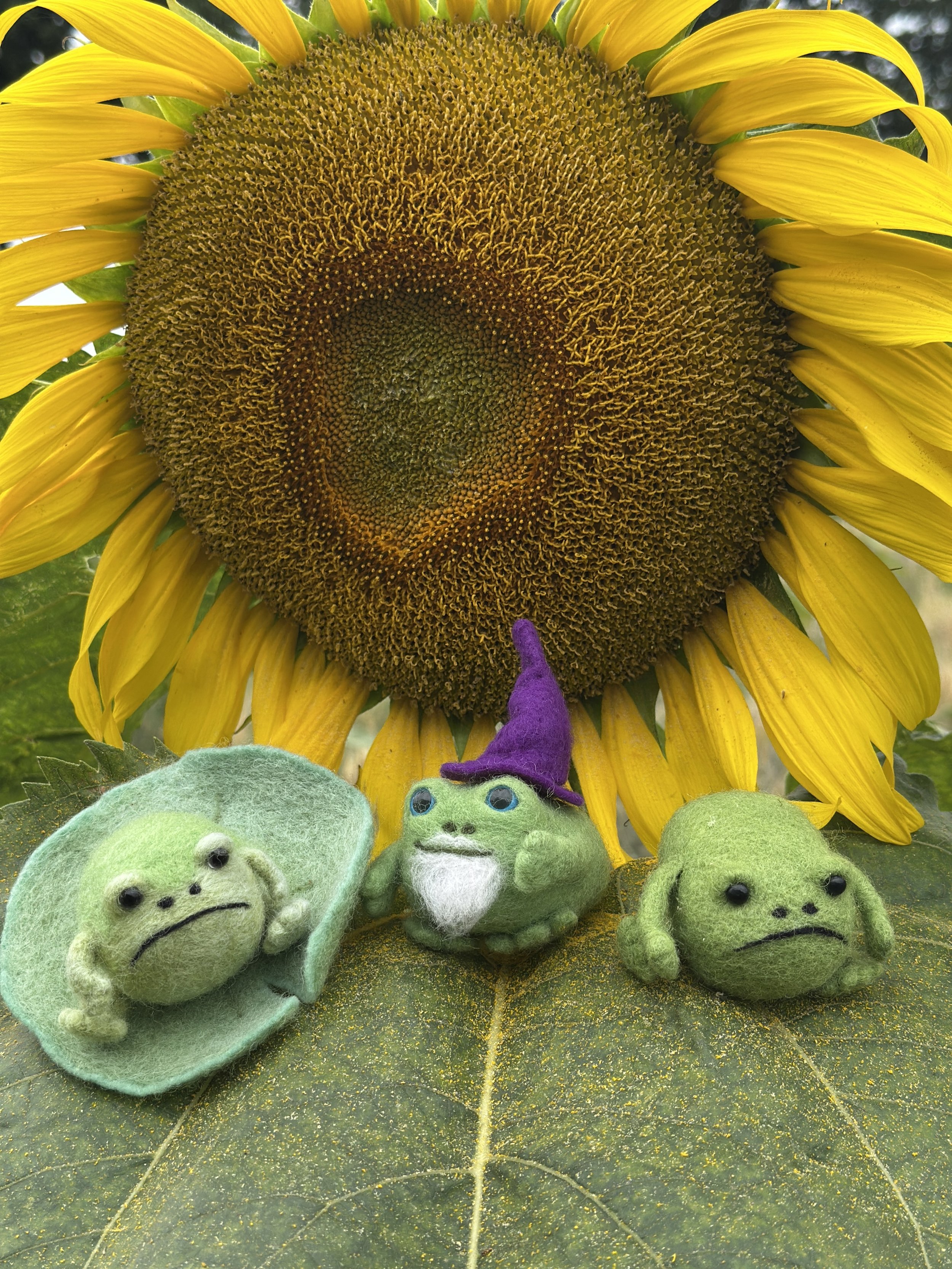 A large sunflower with yellow petals and a brown center, miniature felted frogs with sad faces, and one frog wearing a purple wizard hat, all placed on a large green leaf.