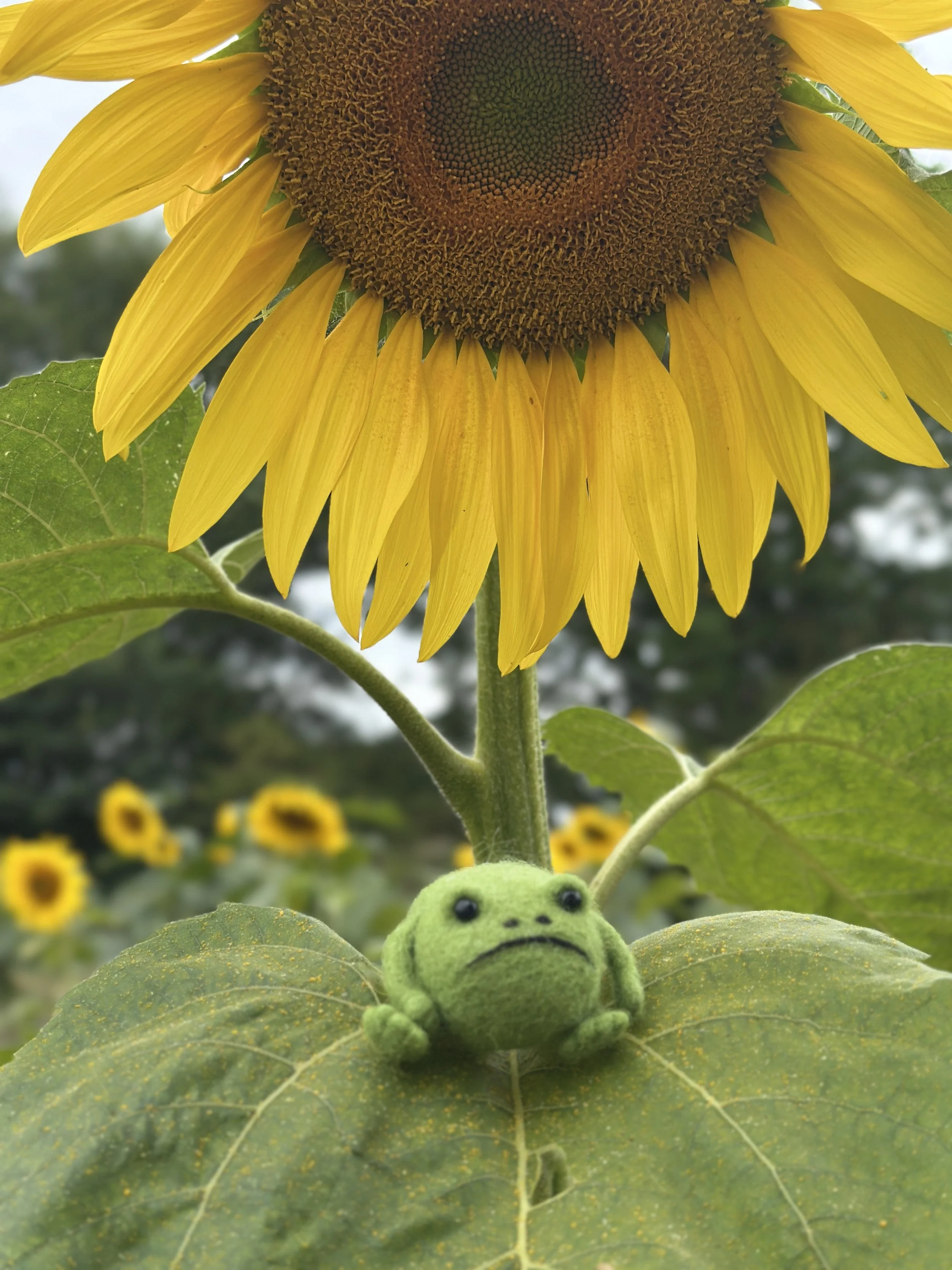 Close-up of a sunflower with bright yellow petals and a dark brown center, with green leaves and stem. A small, plush frog toy is sitting on a leaf below the flower.