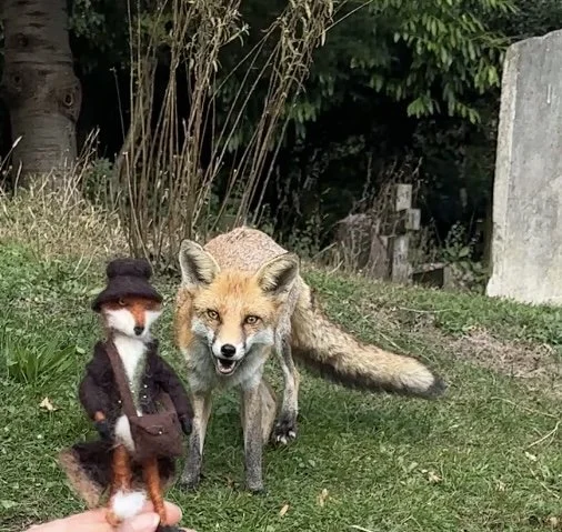 A fox with a playful expression standing in a grassy area next to a small stuffed animal dressed as a human figure with a brown hat and coat.