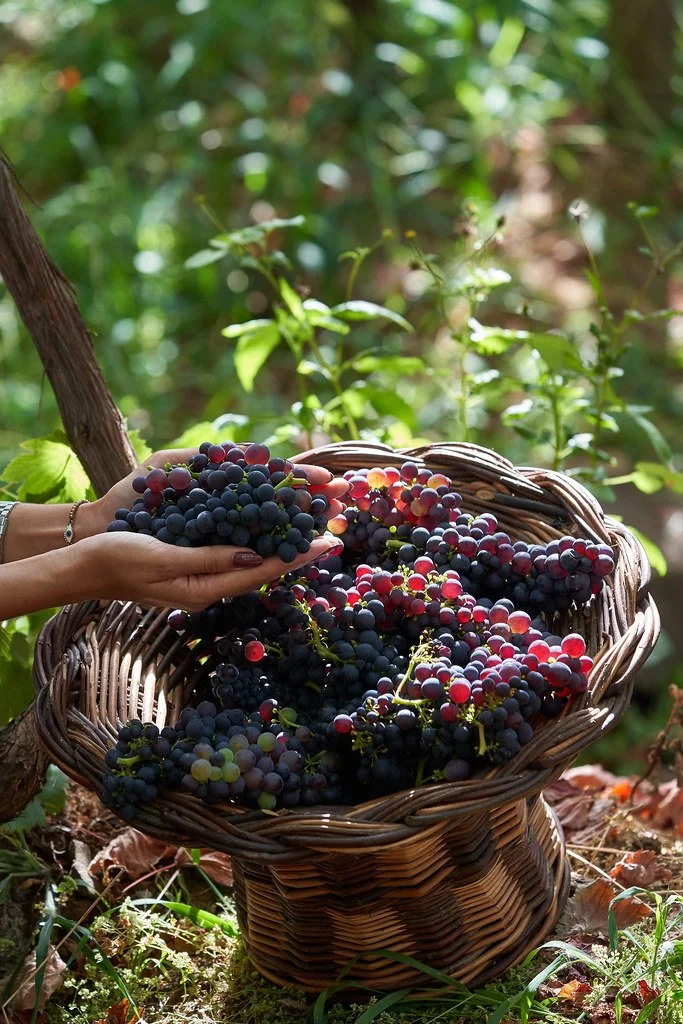 • Madeira Wine Festival 