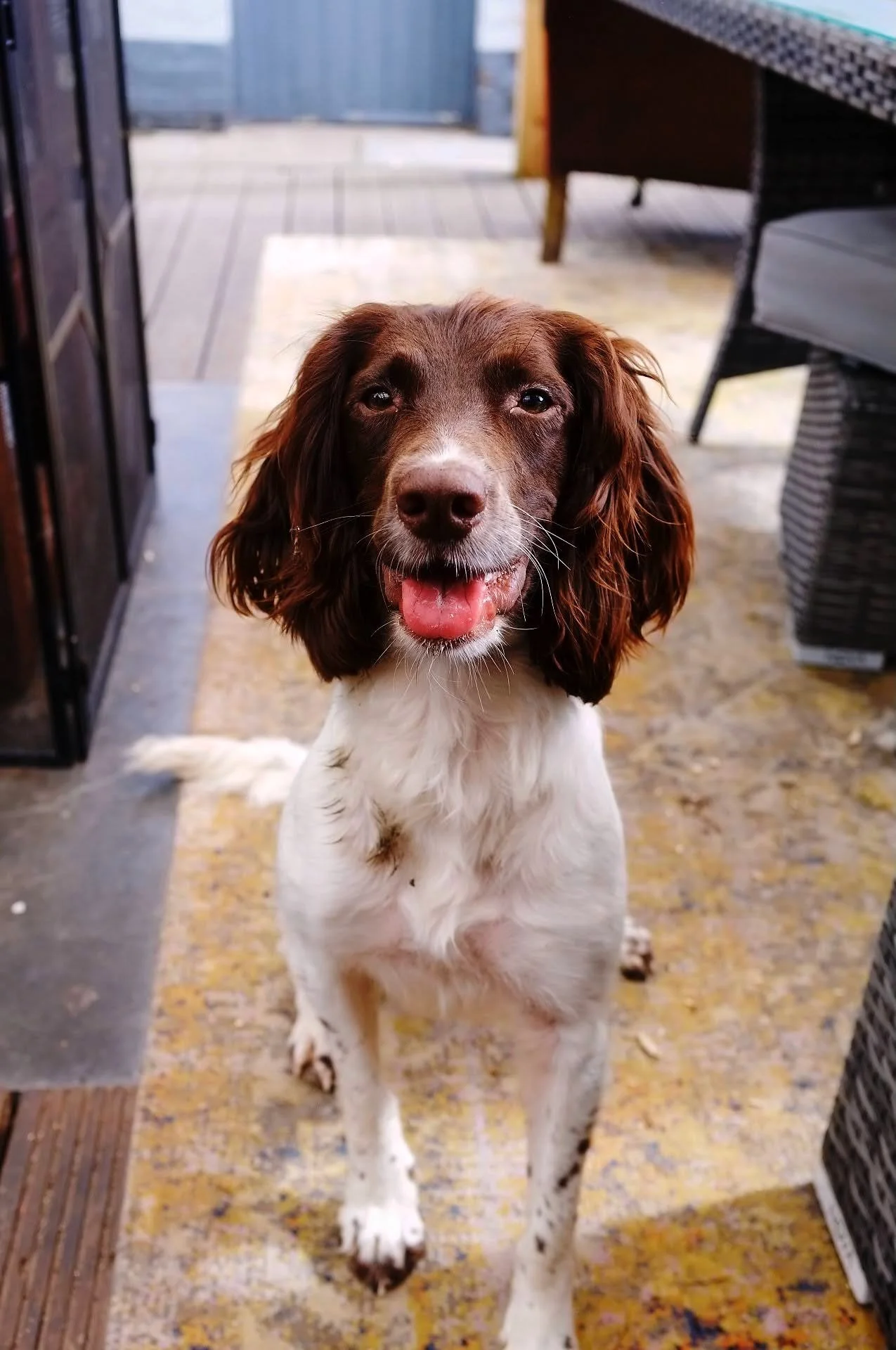 Happy brown and white dog with long ears sitting on outdoor patio floor.