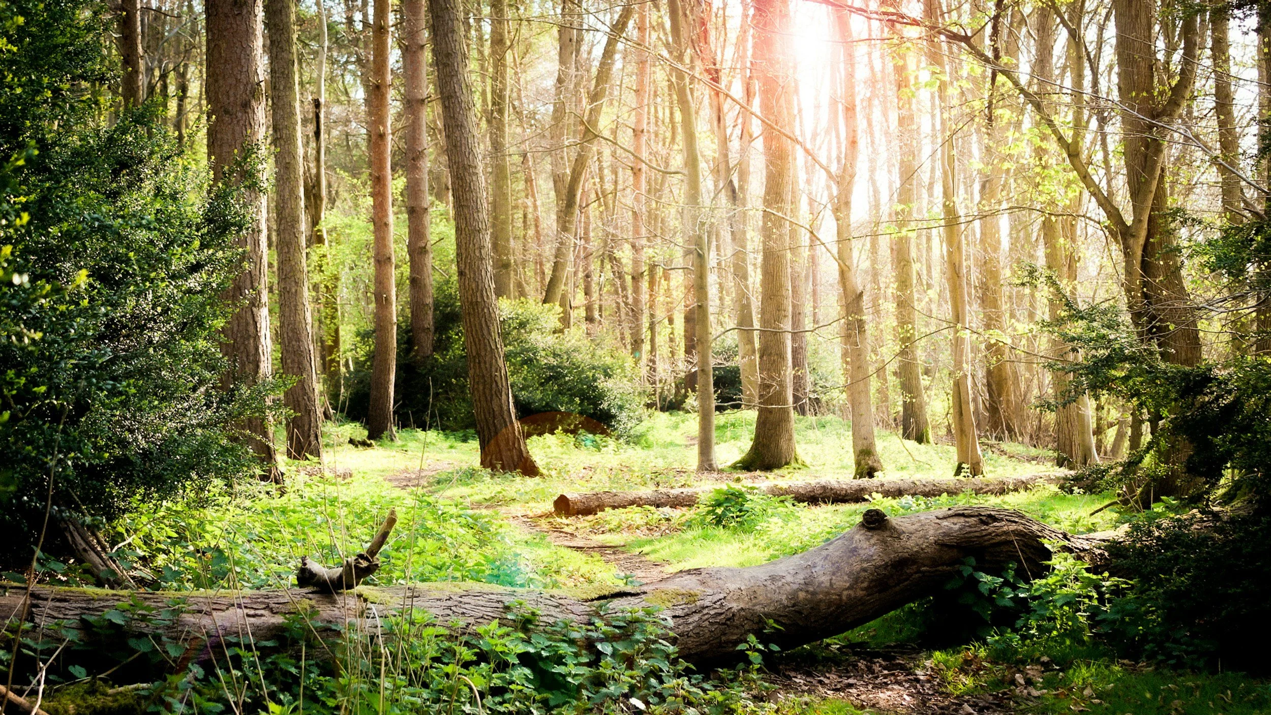 Sunlight filtering through trees in a lush green forest with fallen logs and dense vegetation.