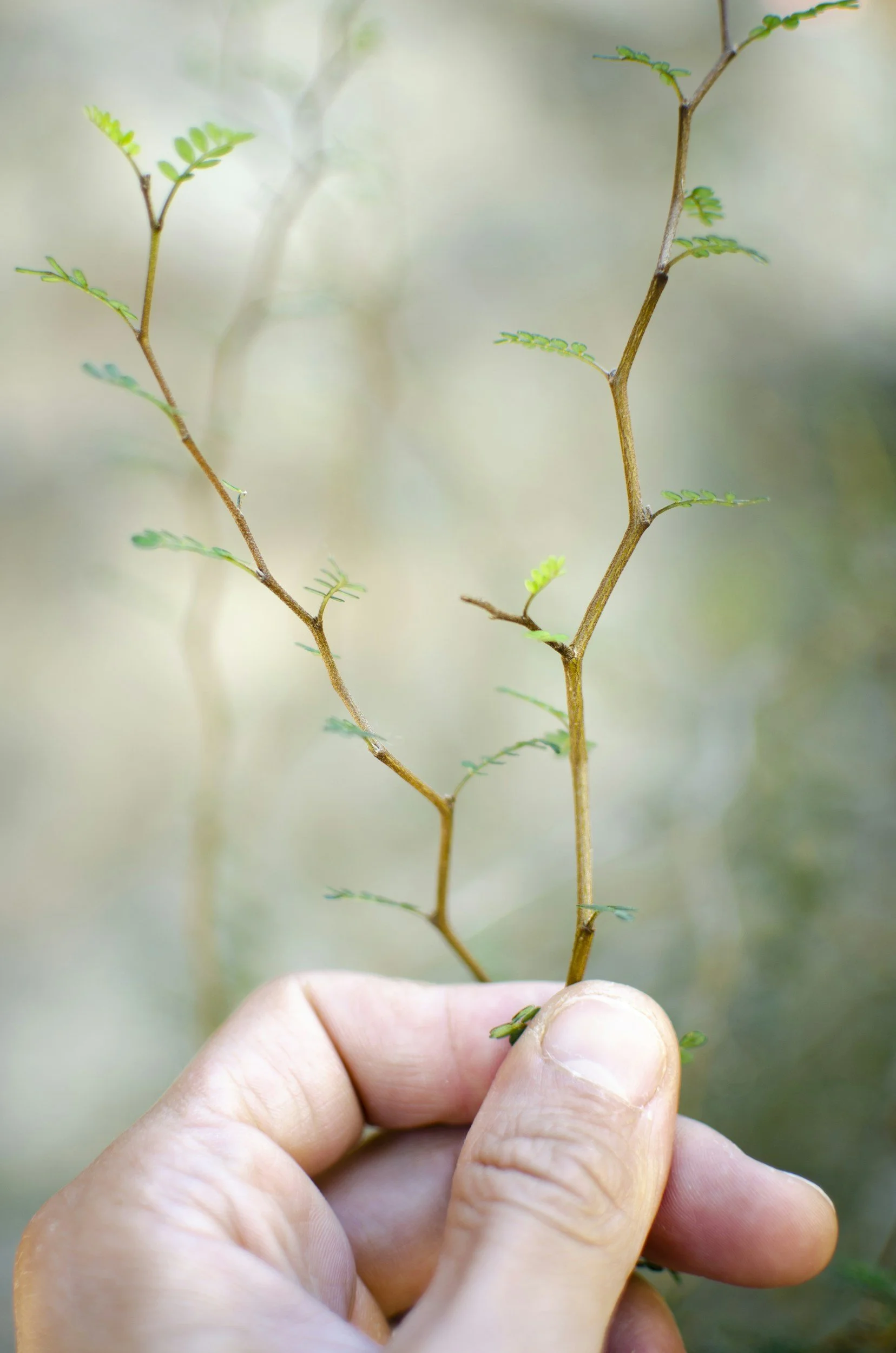 A hand holding a thin, leafy branch with small green leaves.