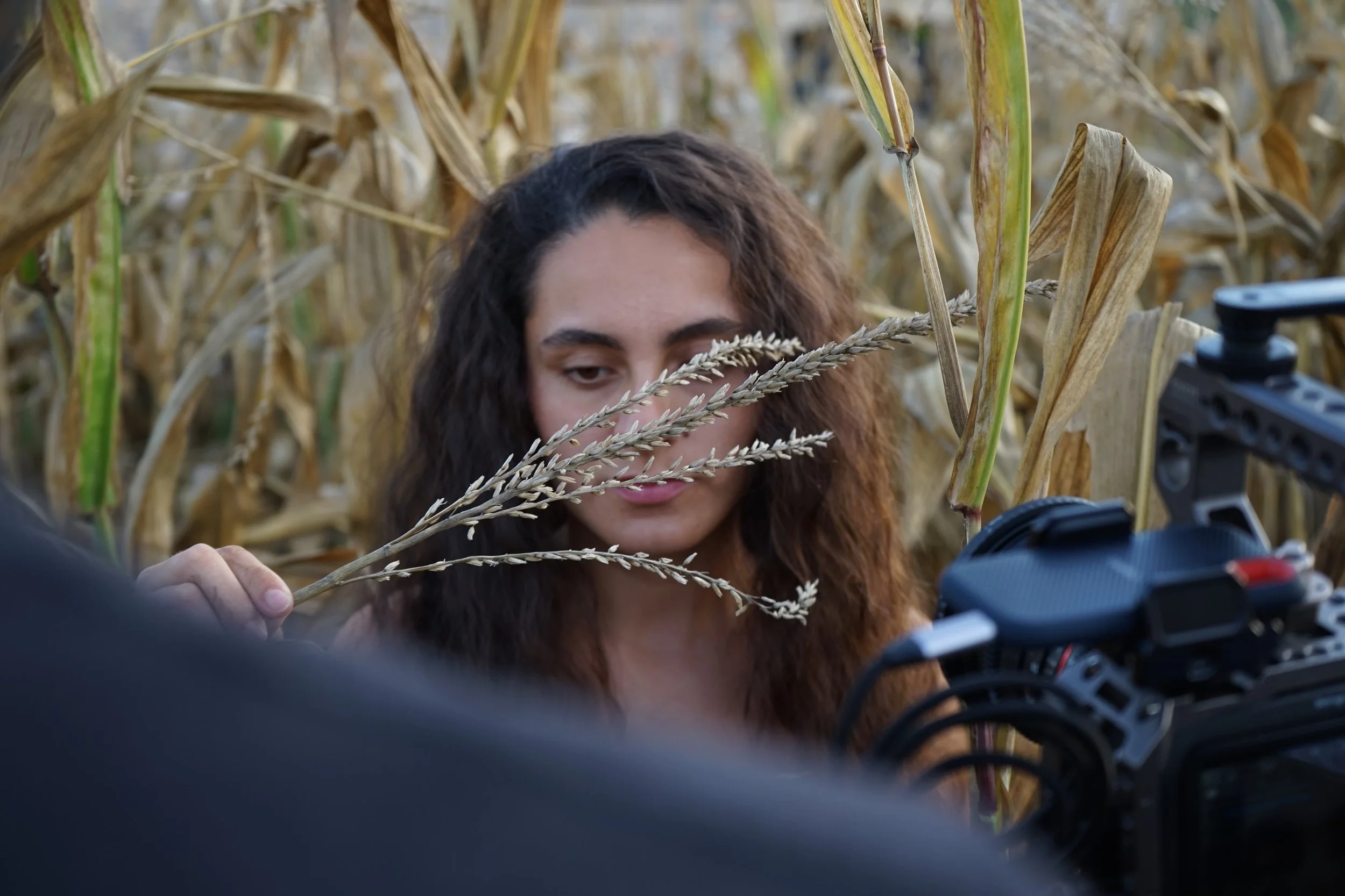 Una mujer con cabello rizado observa una espiga de maíz en un campo de maíz seco mientras filma con una cámara