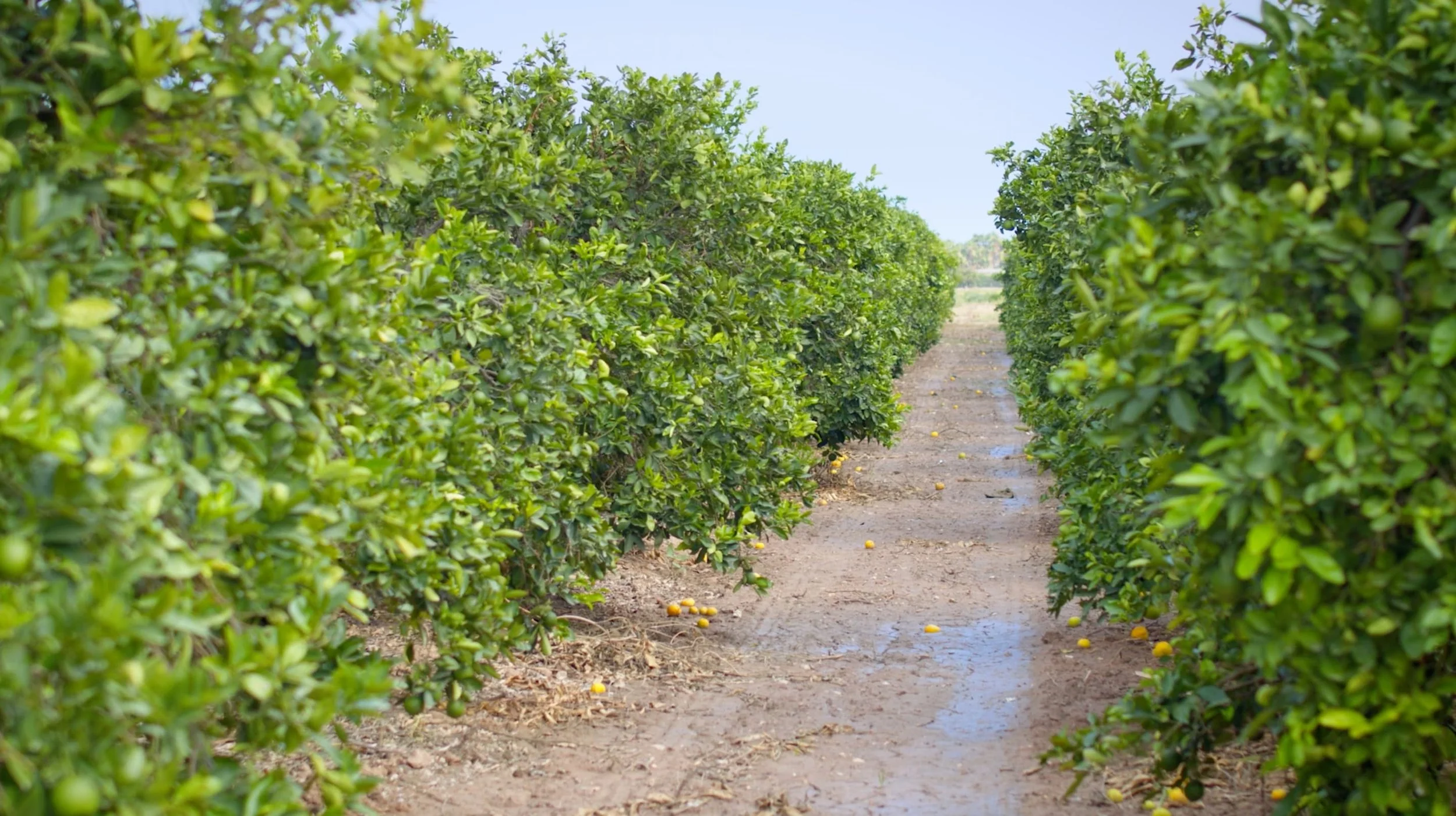 Captura de pantalla 2024-11-15 a las 12.08.04.jpg