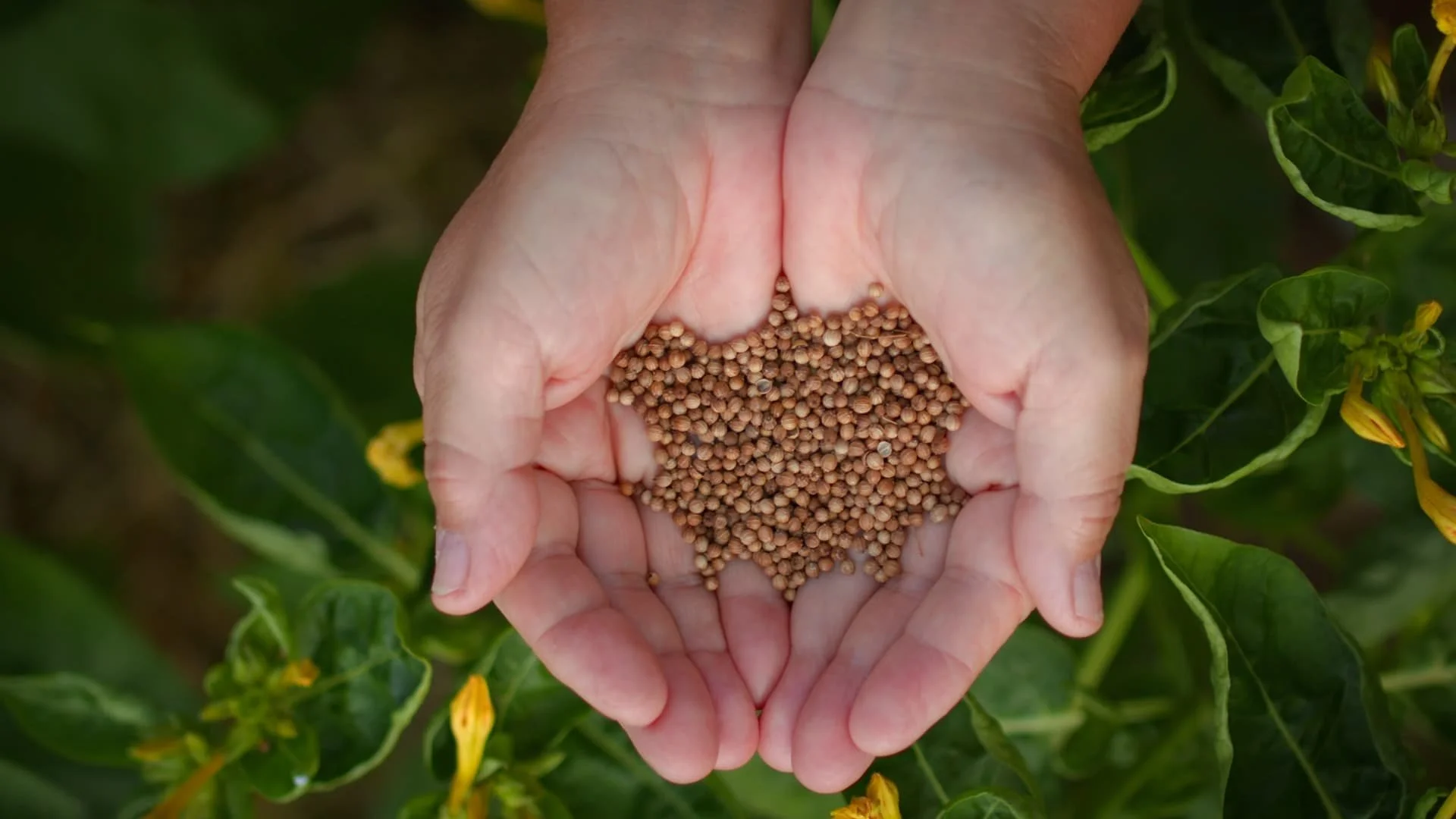 Documental "VOLVER A LA TIERRA" - Director de fotografía
