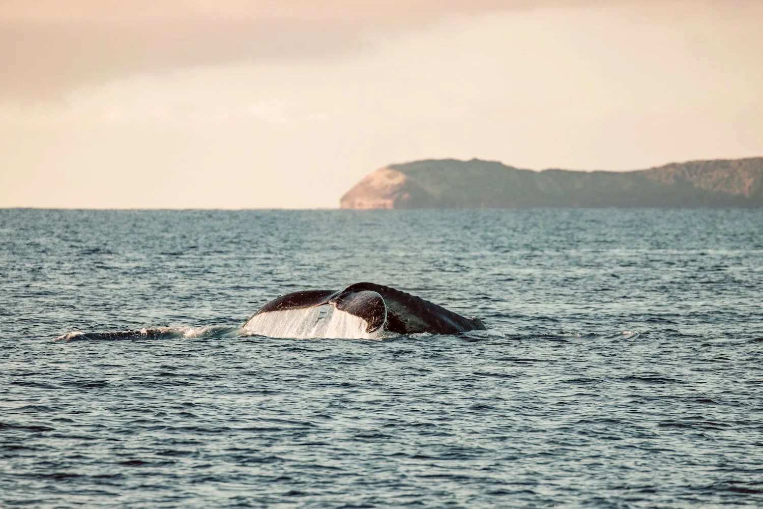 whale tail emerging from the ocean off the coast of Maui with Molokini in background