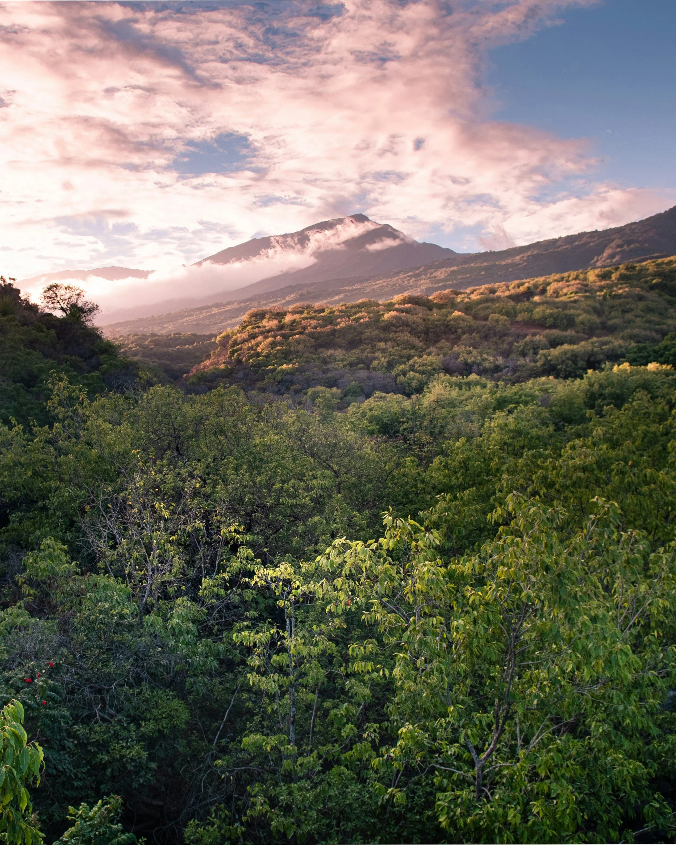 aerial view of Maui’s rainforest in Hana