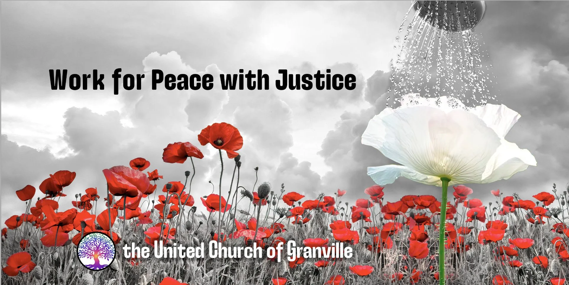 work for peace with justice banner with image of a white poppy being watered in a field of red poppies
