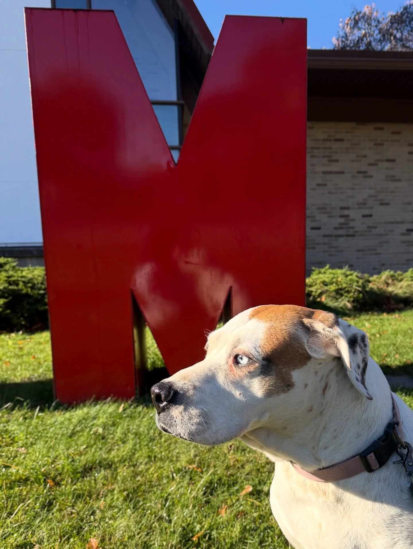 A dog with blue eyes and a brown and white coat sitting on grass in front of a large red letter 'M' outdoor sign.