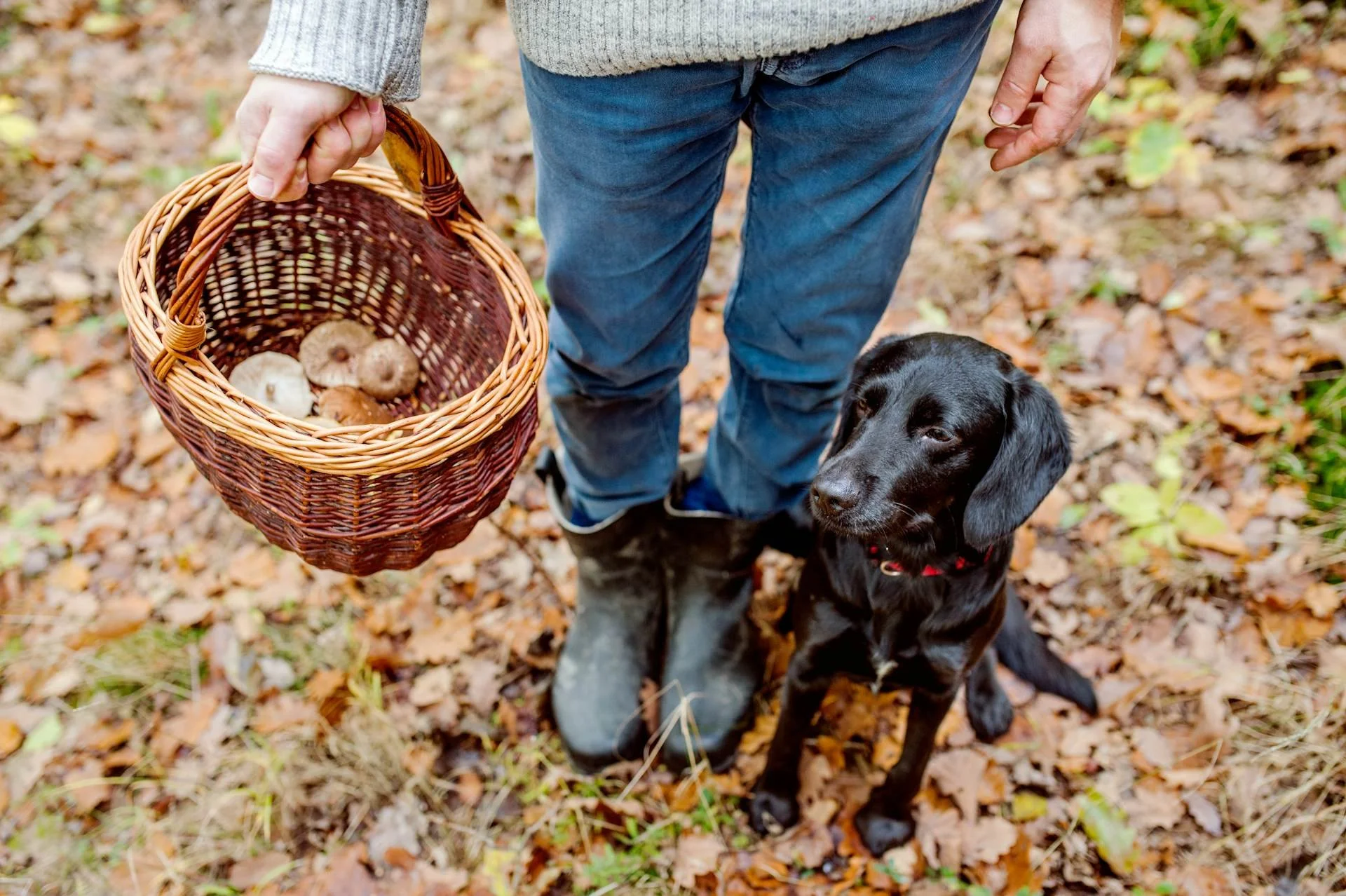 Person holding a basket of freshly foraged mushrooms beside a black dog in an autumn forest
