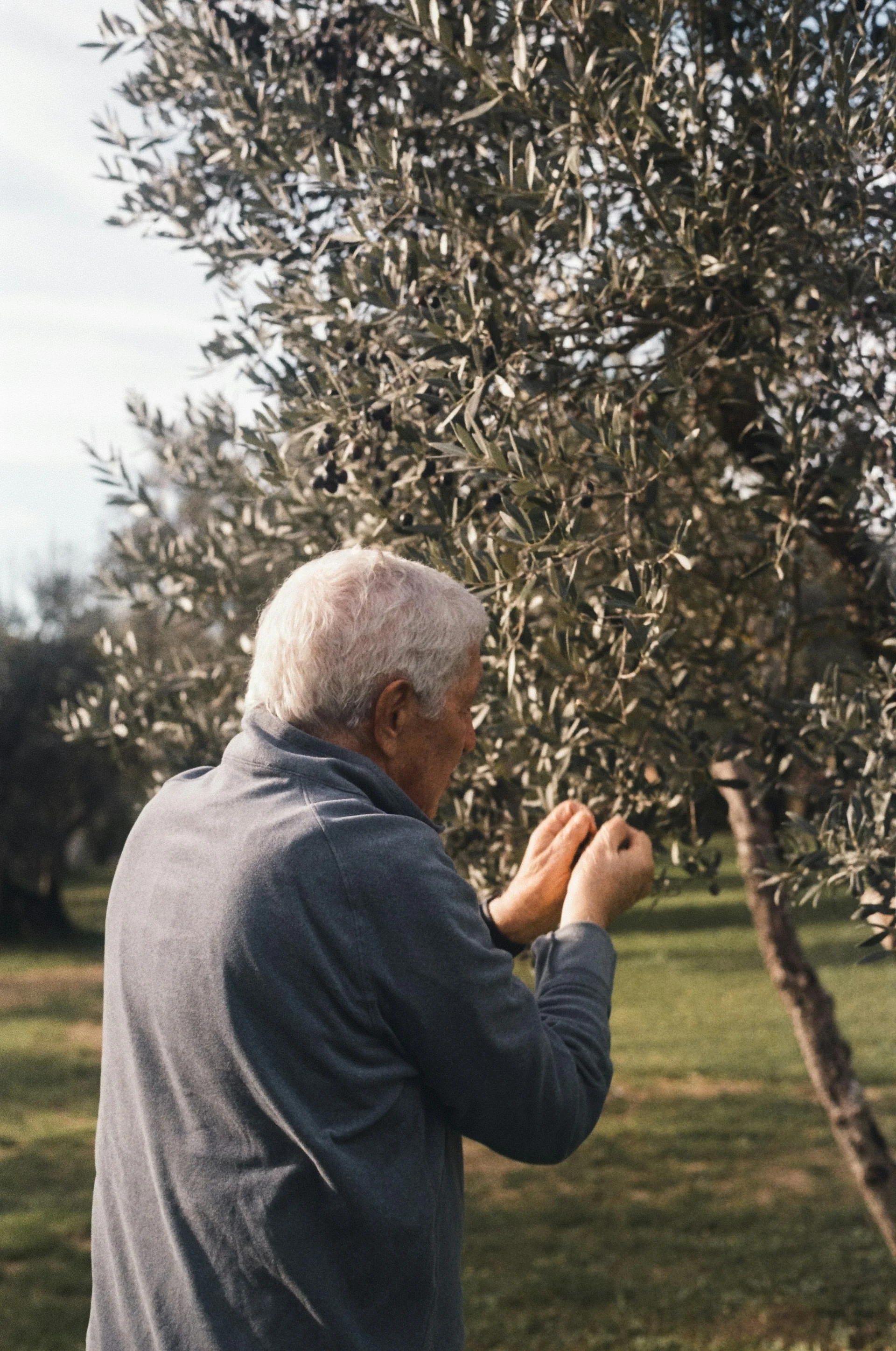 Man harvesting olives from an olive tree in a sunlit Italian gro