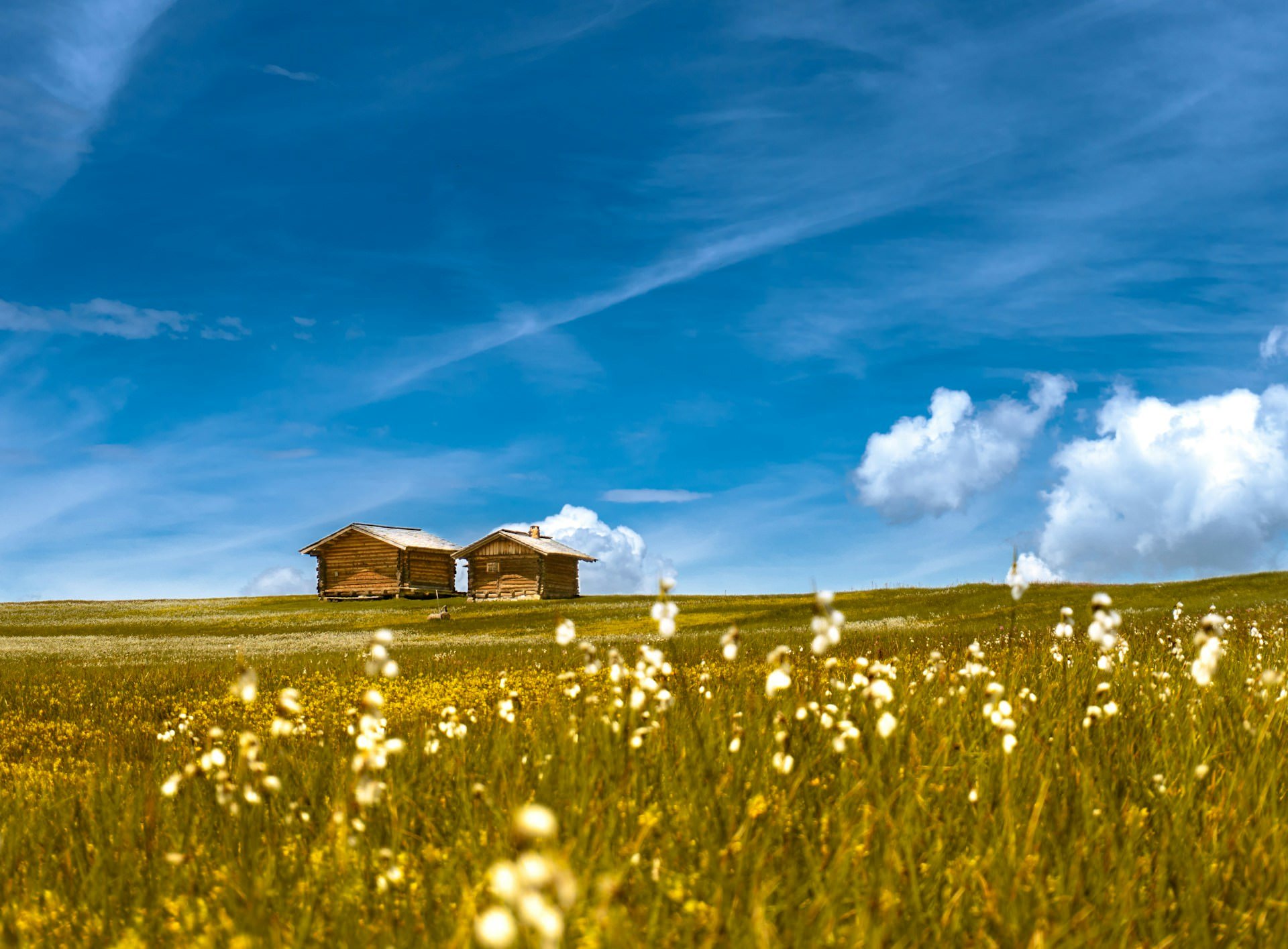 Alpe di Siusi, Italy - Wildflowers