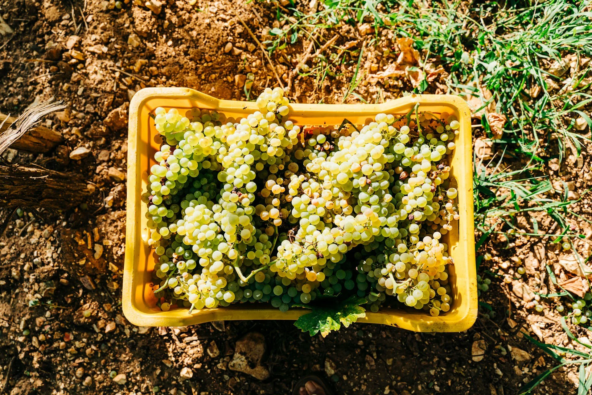 Freshly harvested green grapes in a yellow crate during an Italian vineyard harvest