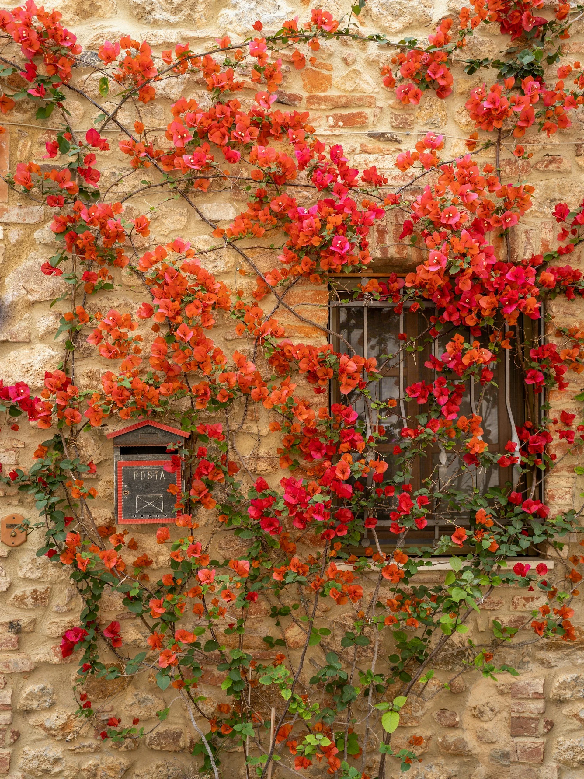 Vibrant red and orange bougainvillea climbing across a rustic stone wall and window in Tuscany, Italy.