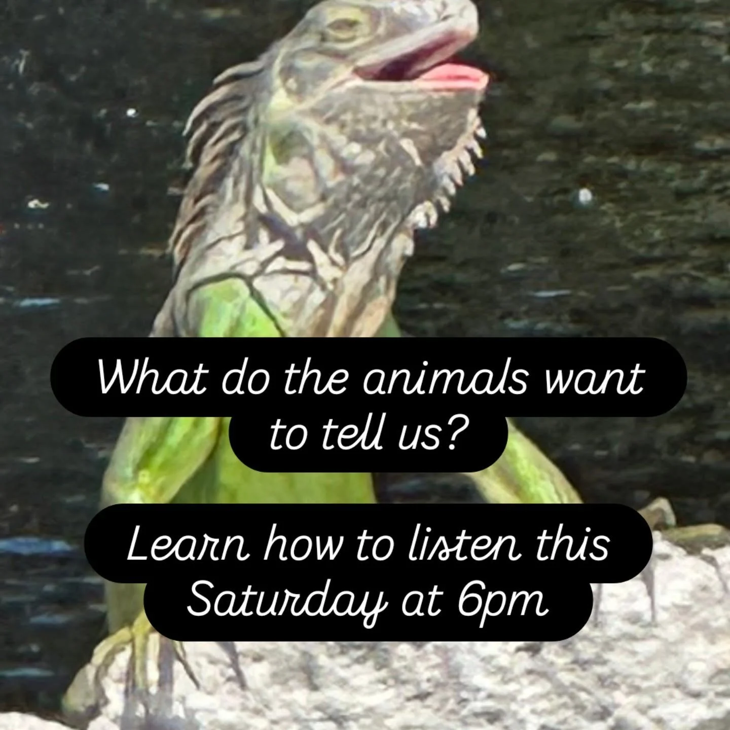 Animal Communicator, Sandra Mendleson at Spirit Well