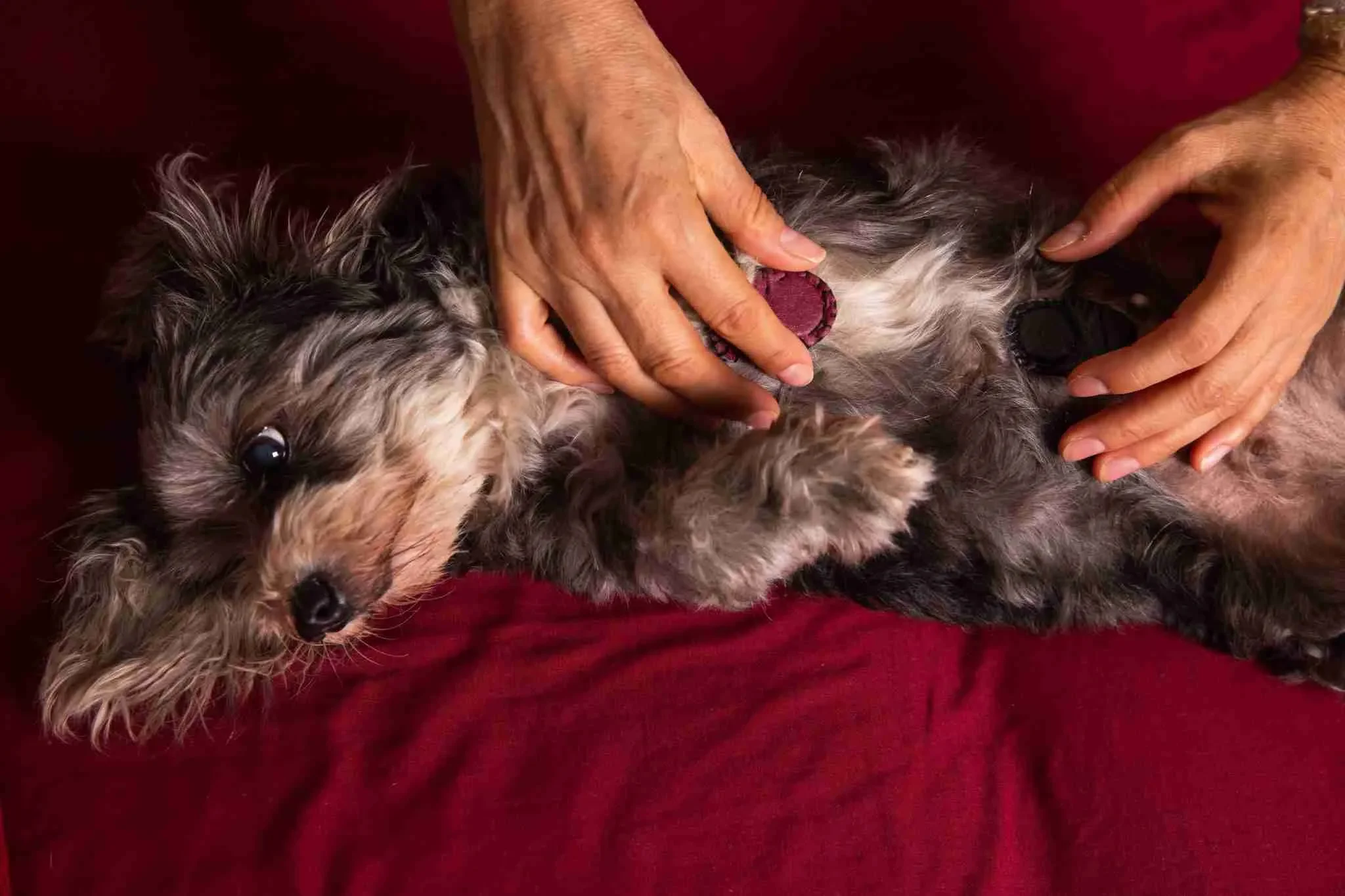 Biomagnetism for Pets with Jenna Langenbach at Spirit Well Sensory Lounge in Stuart, Florida.