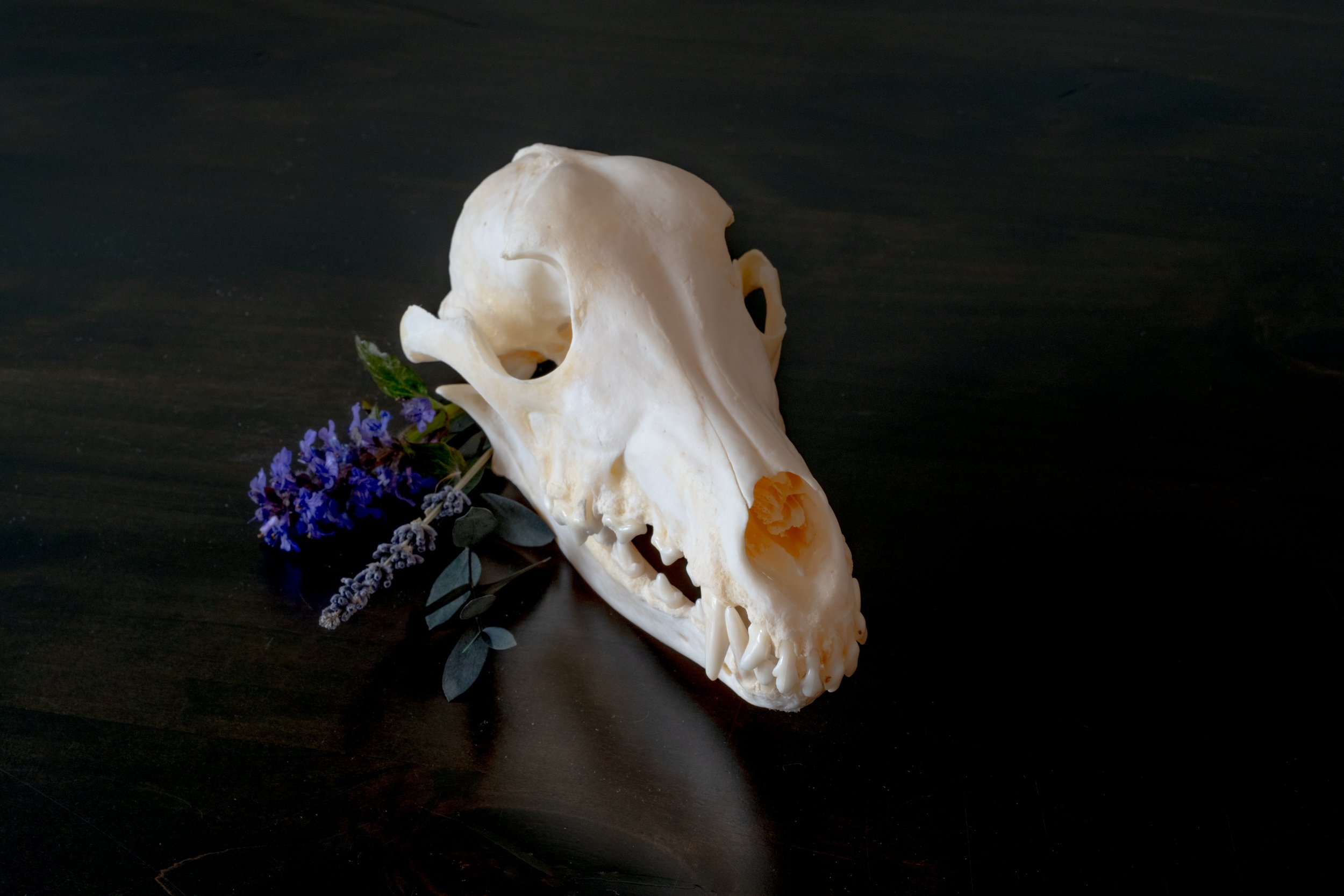 Preserved dog skull on a dark surface with a sprig of purple flowers and green leaves beside it.