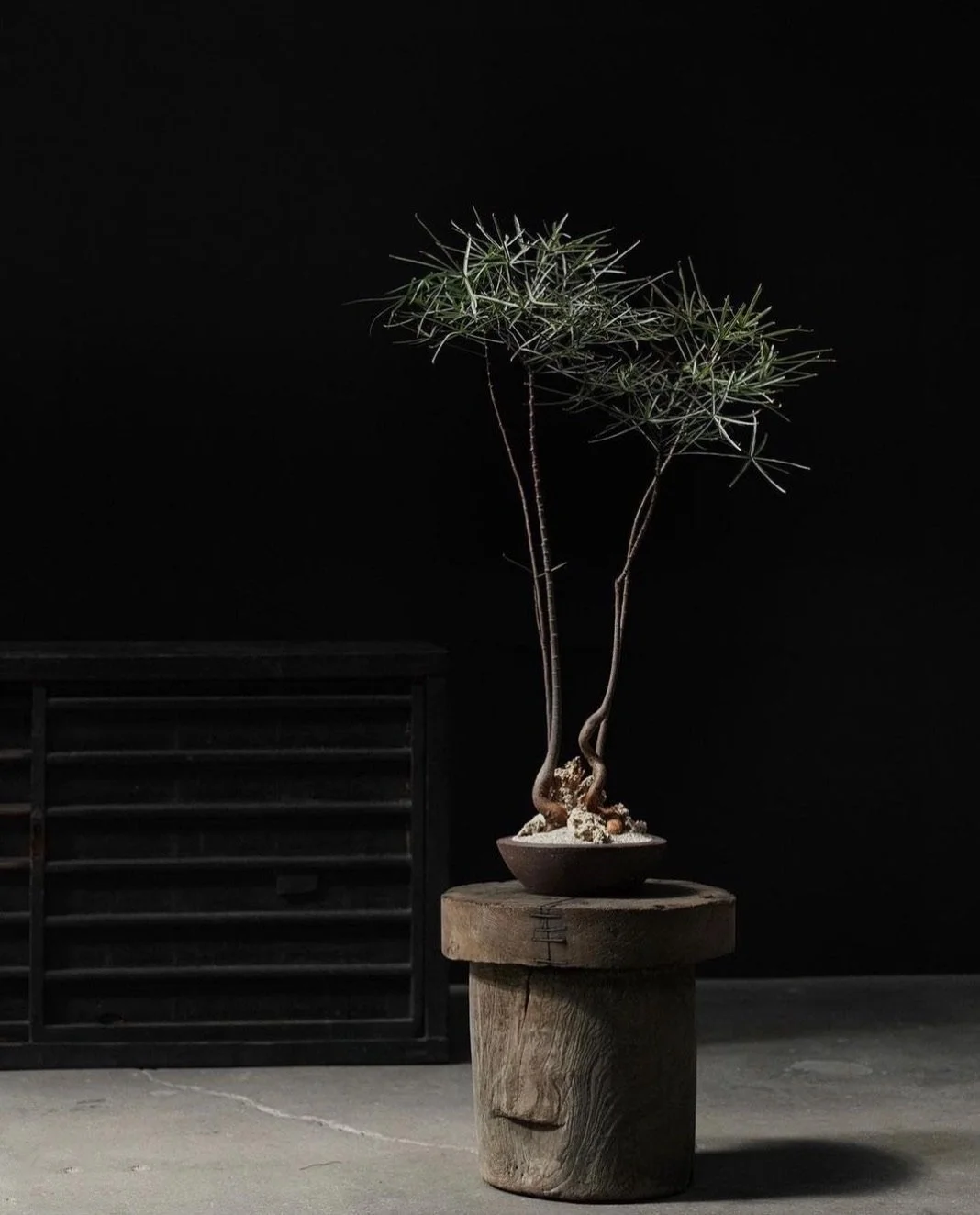 Quadruple Brachychiton In Low Dish 2.jpeg