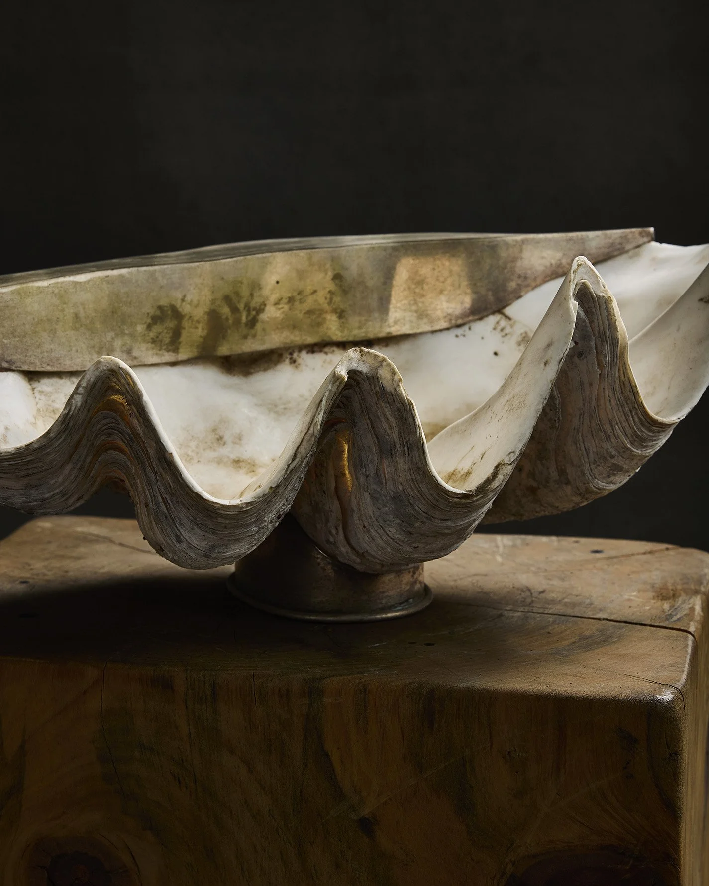 1267-2025-11-05 - HausPlantEcom1385.jpg