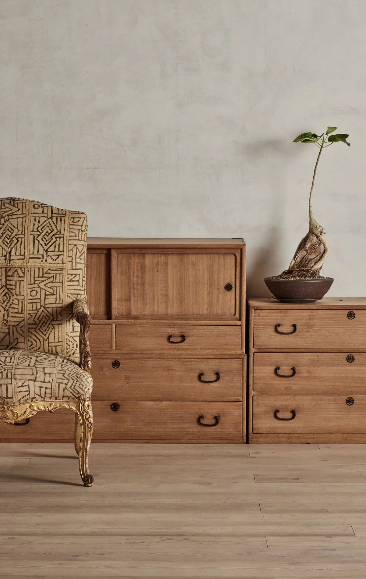 Ficus Bonsai Over Rock 3 2.jpeg