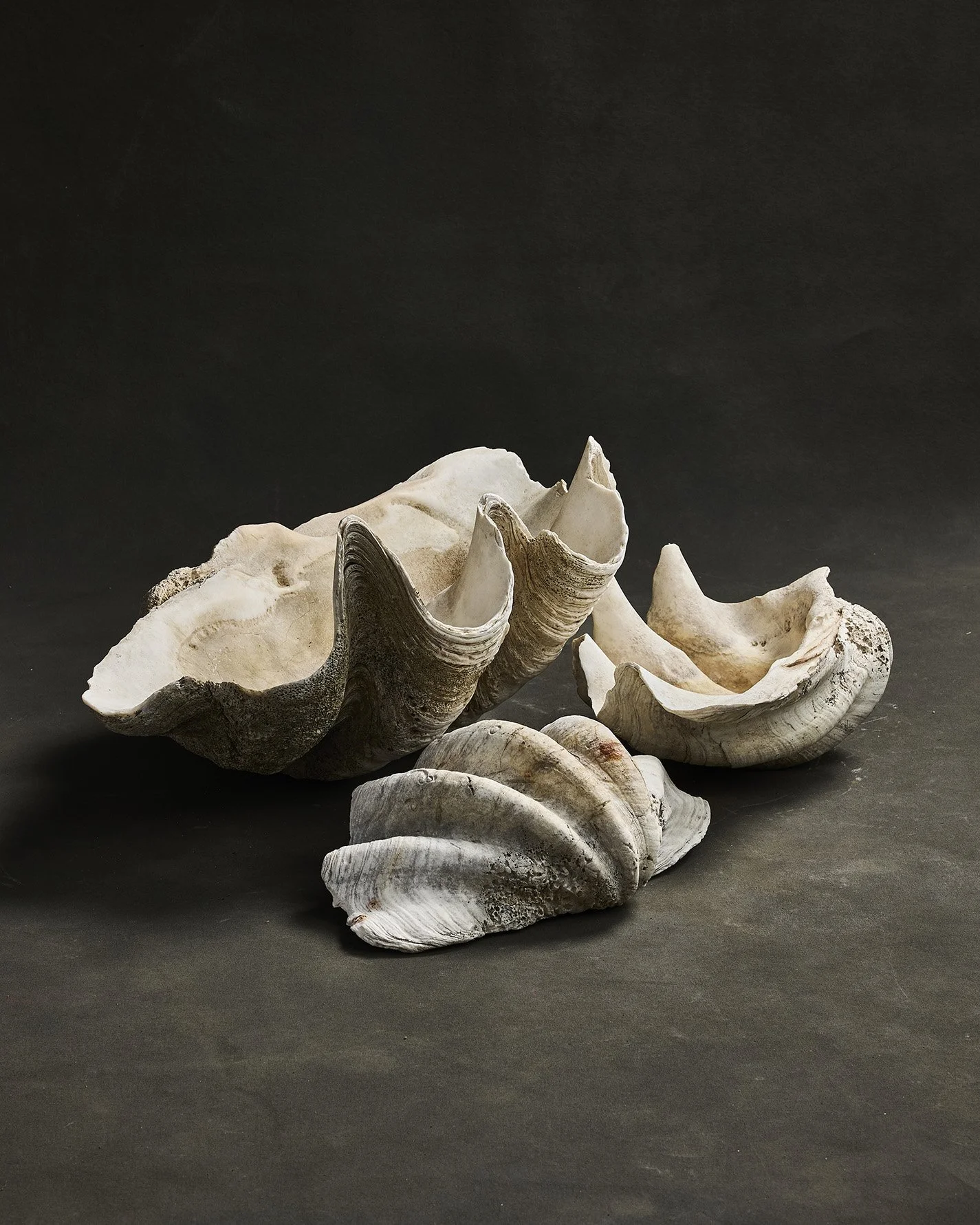 1123-2025-11-05 - HausPlantEcom1004.jpg