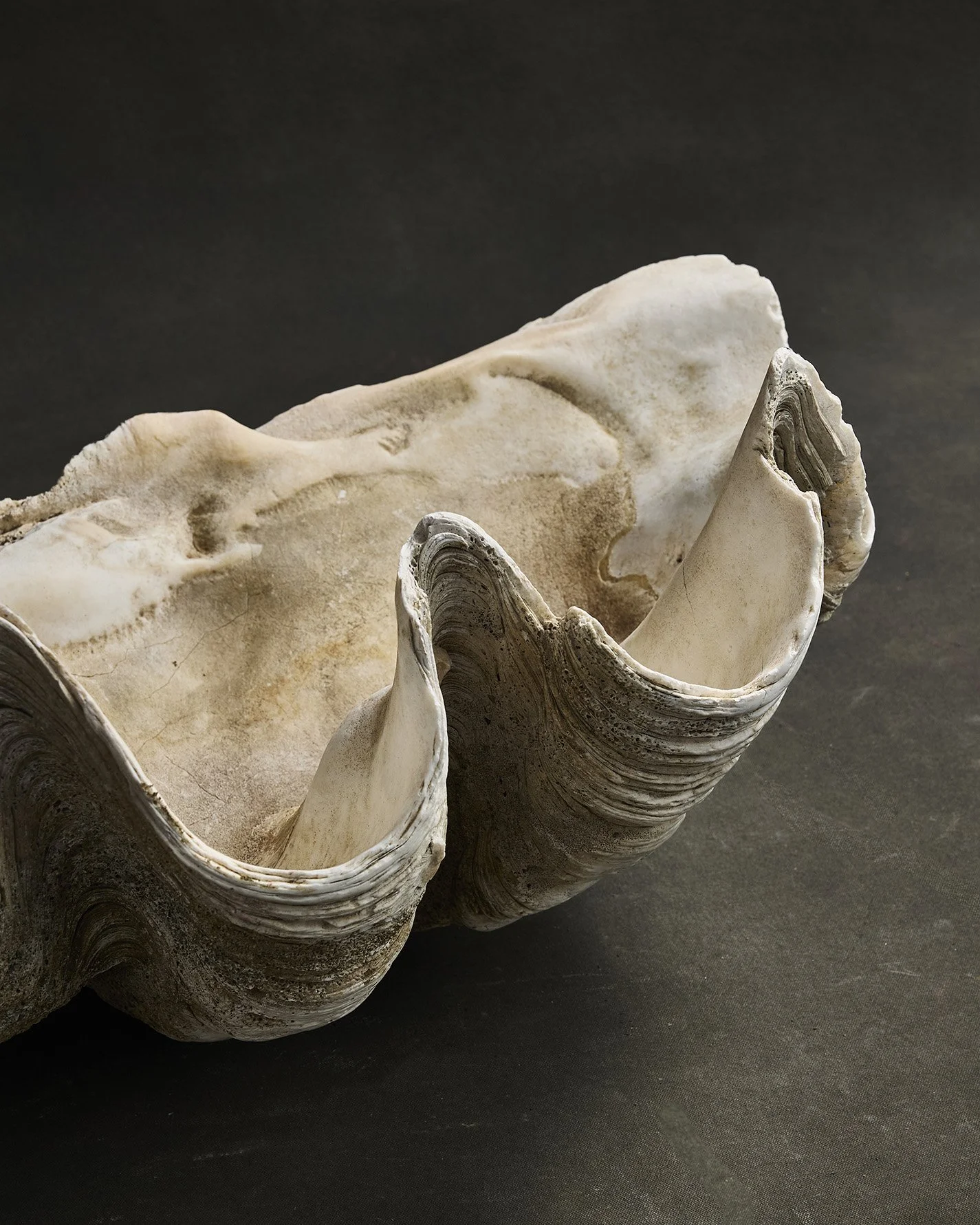 1120-2025-11-05 - HausPlantEcom0996.jpg