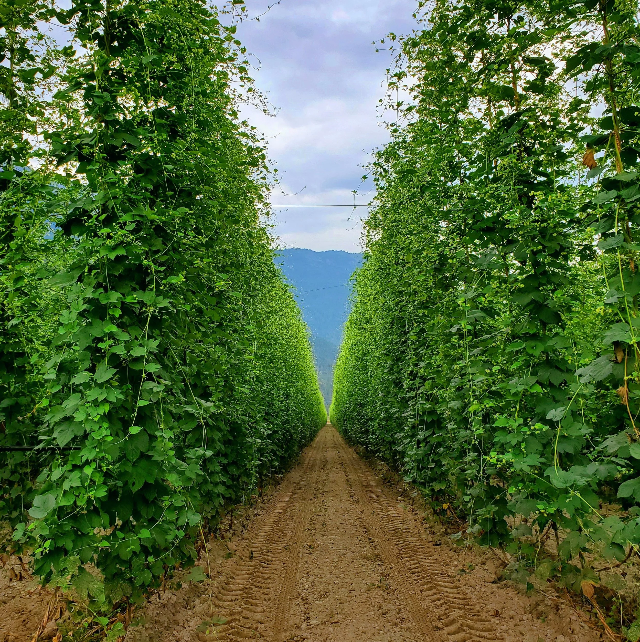 The Vanishing Point