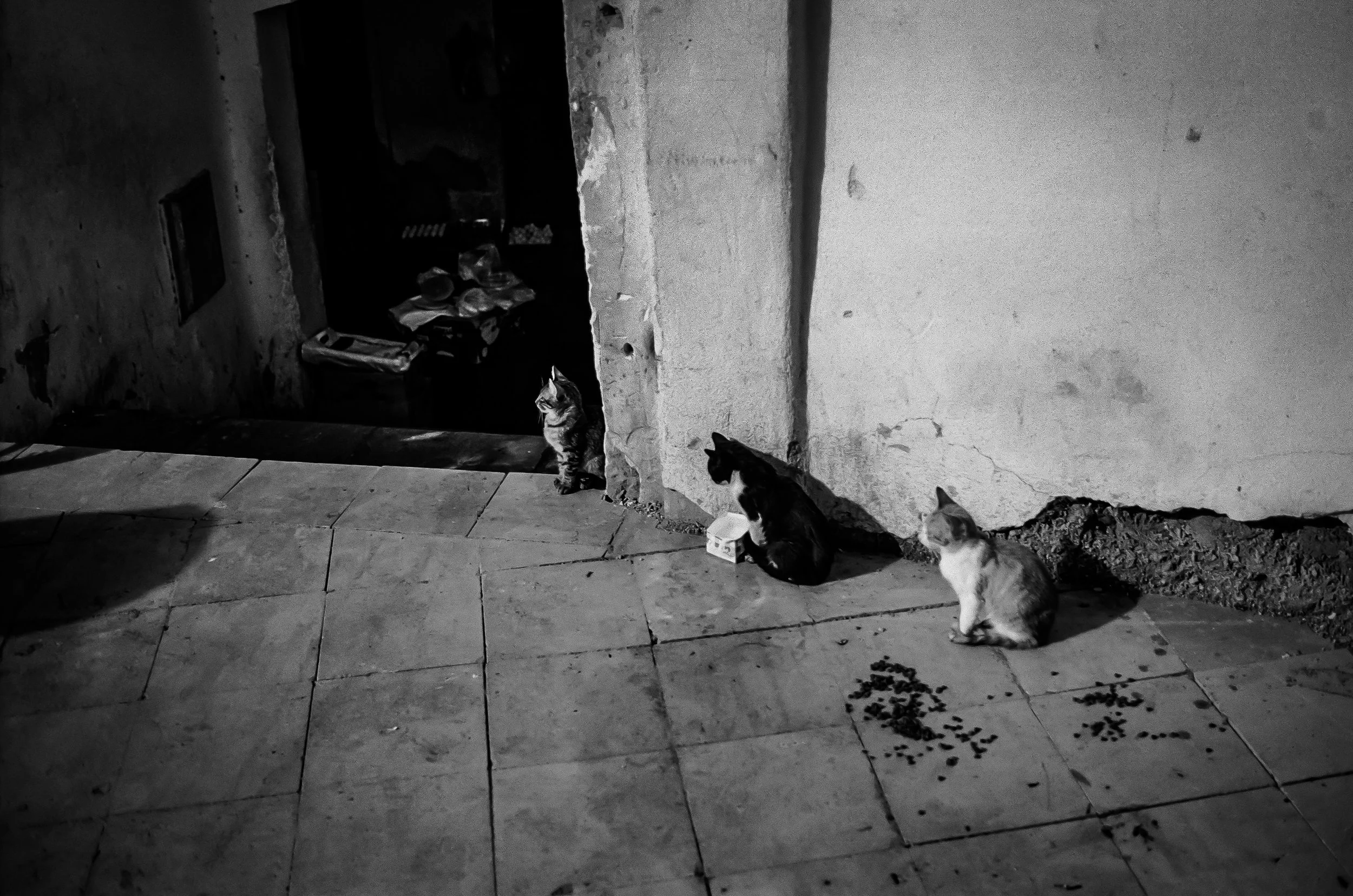 A black-and-white photo of several stray cats sitting and standing on a tiled floor against a rough, unpainted wall. Some cats are near scattered food or kibble, and there is a small pile of food on the ground. The background includes a partially ope