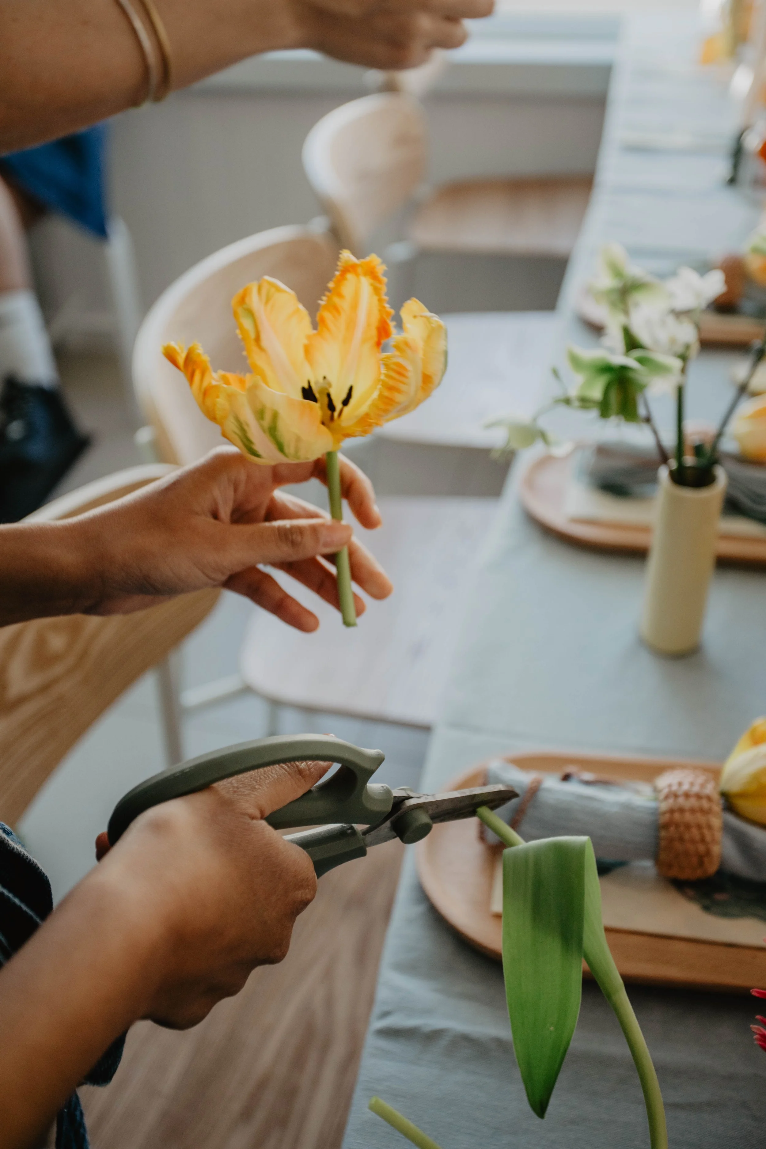 Person holding a yellow and orange tulip while another person cuts the stem with scissors on a dining table decorated with flowers.