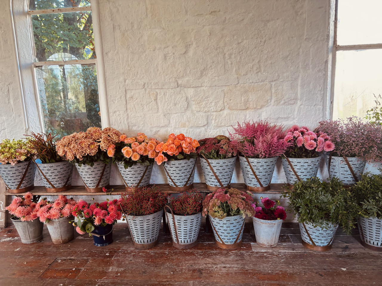 Various potted flowers on shelves against a white brick wall with windows showing outdoor trees.