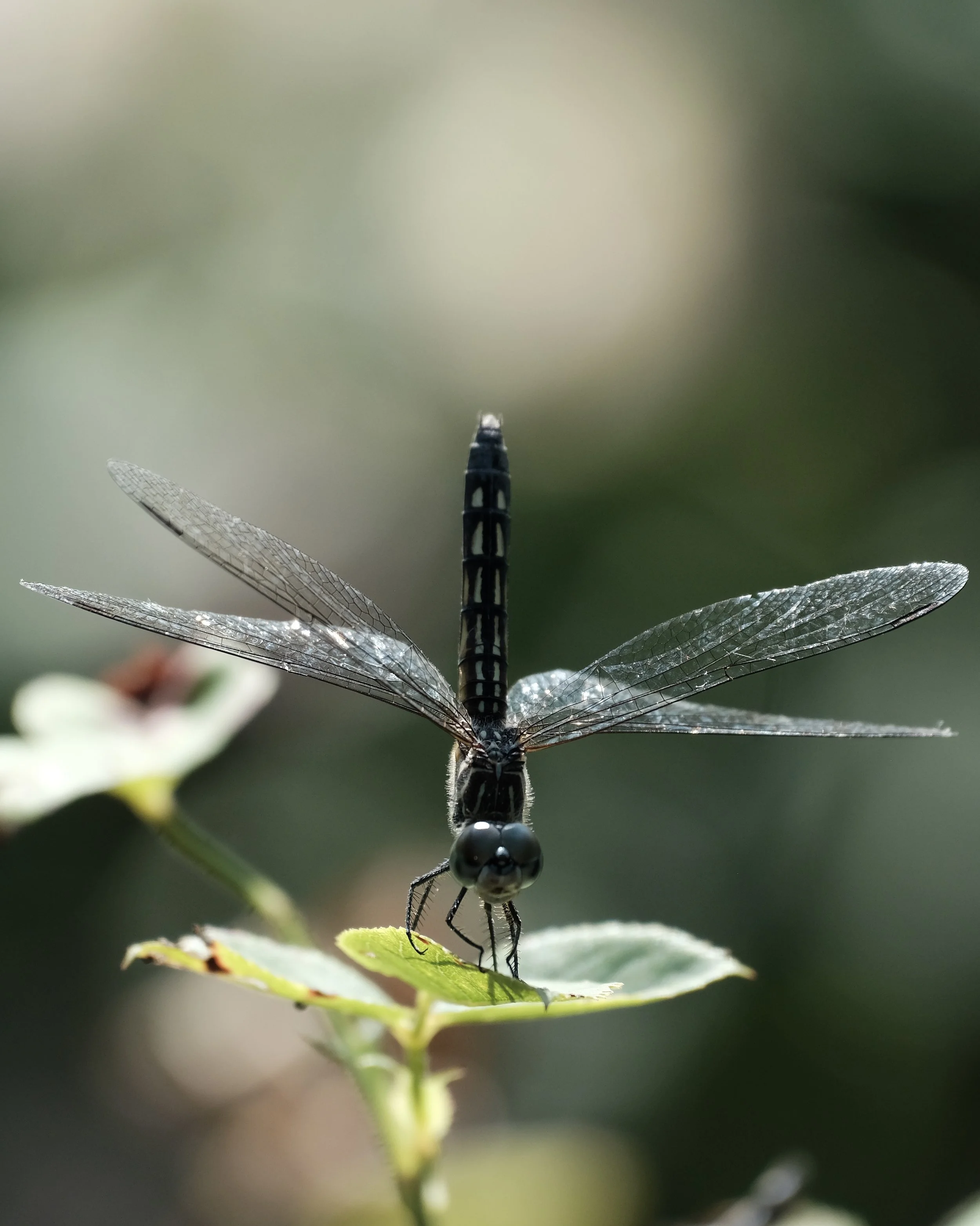 DSCF4289 2.jpg