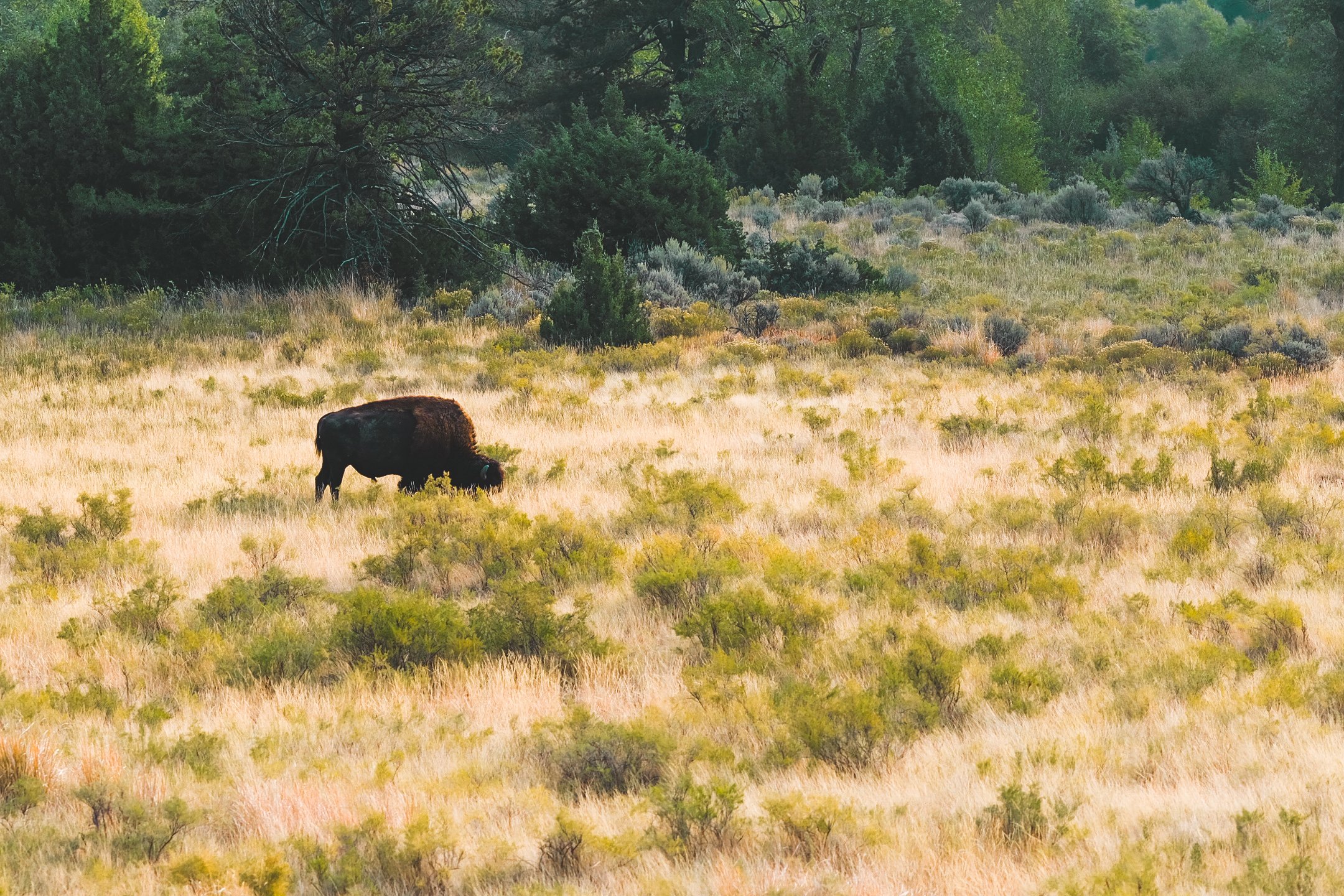 Do Engines Get Rewarded For Their Steam?