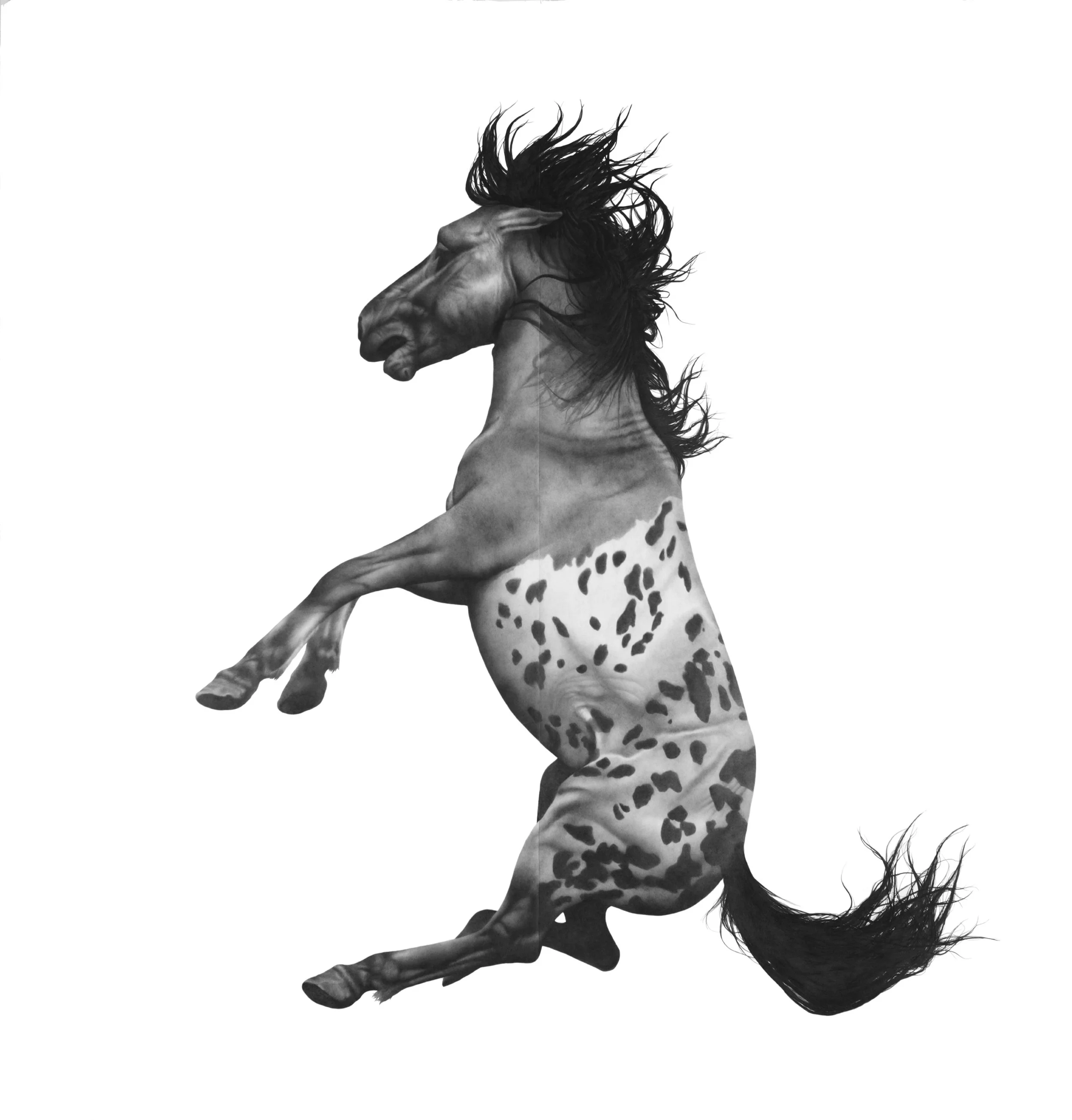 FLYBOY  2019, colored pencil on paper, 101" x 93"