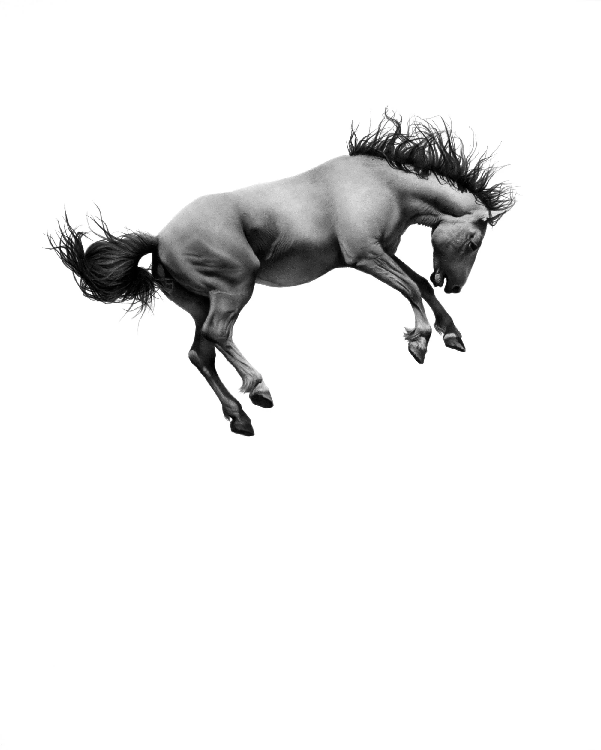 RELENTLESS  2014, colored pencil on paper, 22" x 18"