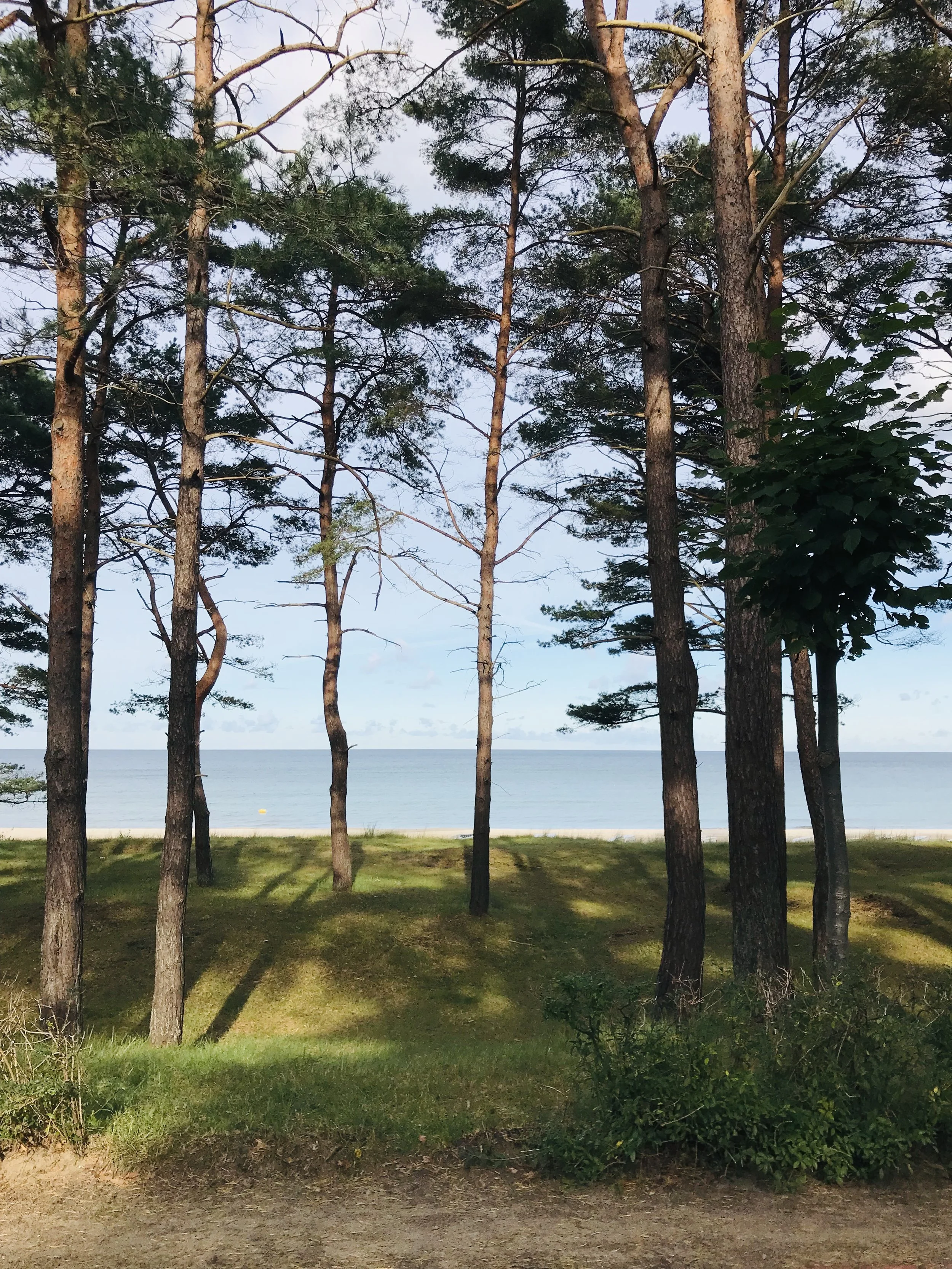 Aufnahme eines Strandes mit einigen schmalen, hohen Bäumen im Vordergrund. Im Hintergrund ist das Meer sichtbar, mit einigen Wolken am Himmel.