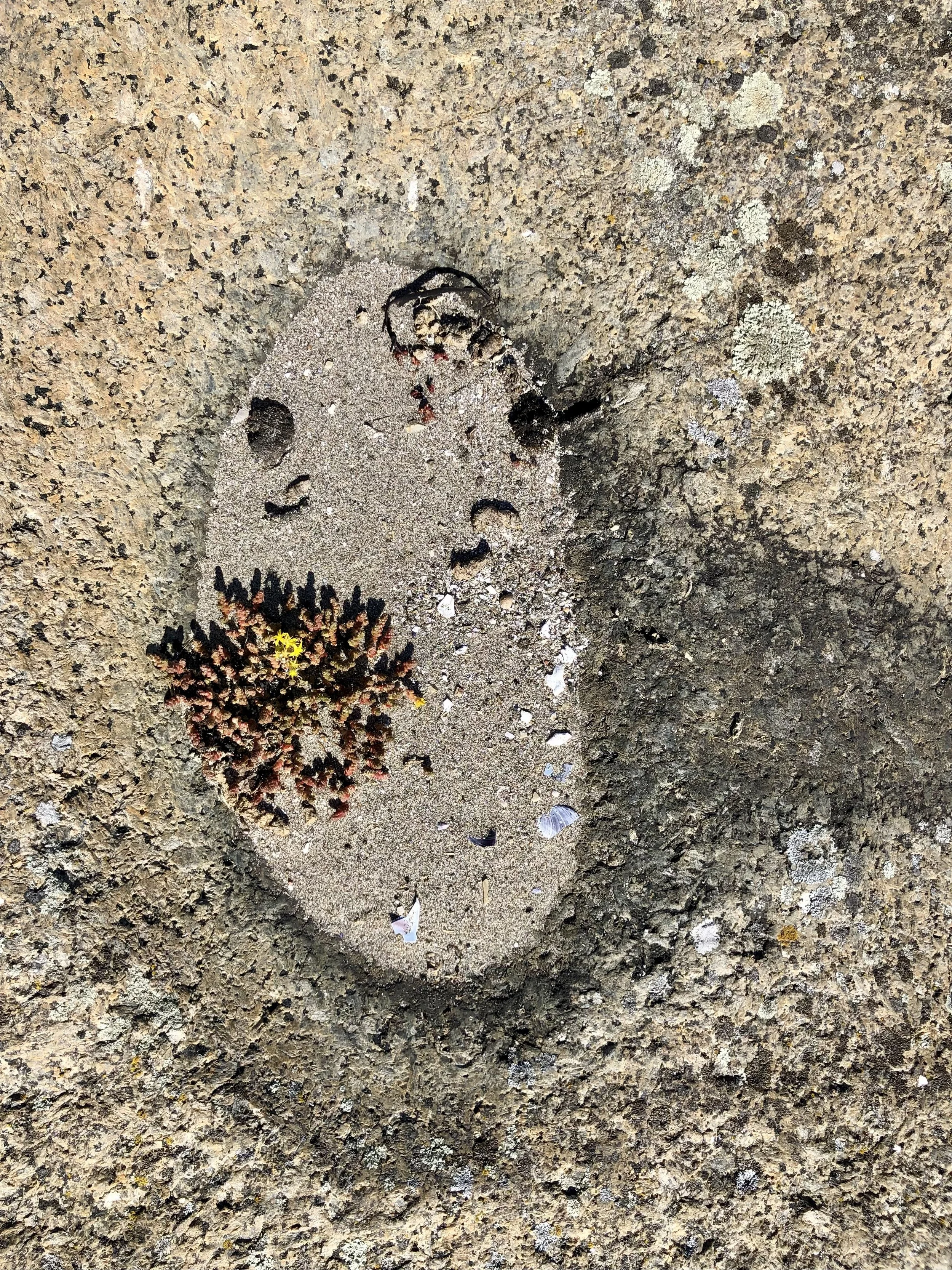 Sandkasten mit Sand, eine kleine Büschel mit roten und schwarzen Pflanzen, ein Insekt, vielleicht eine Ameise, und einige Muschelschalen