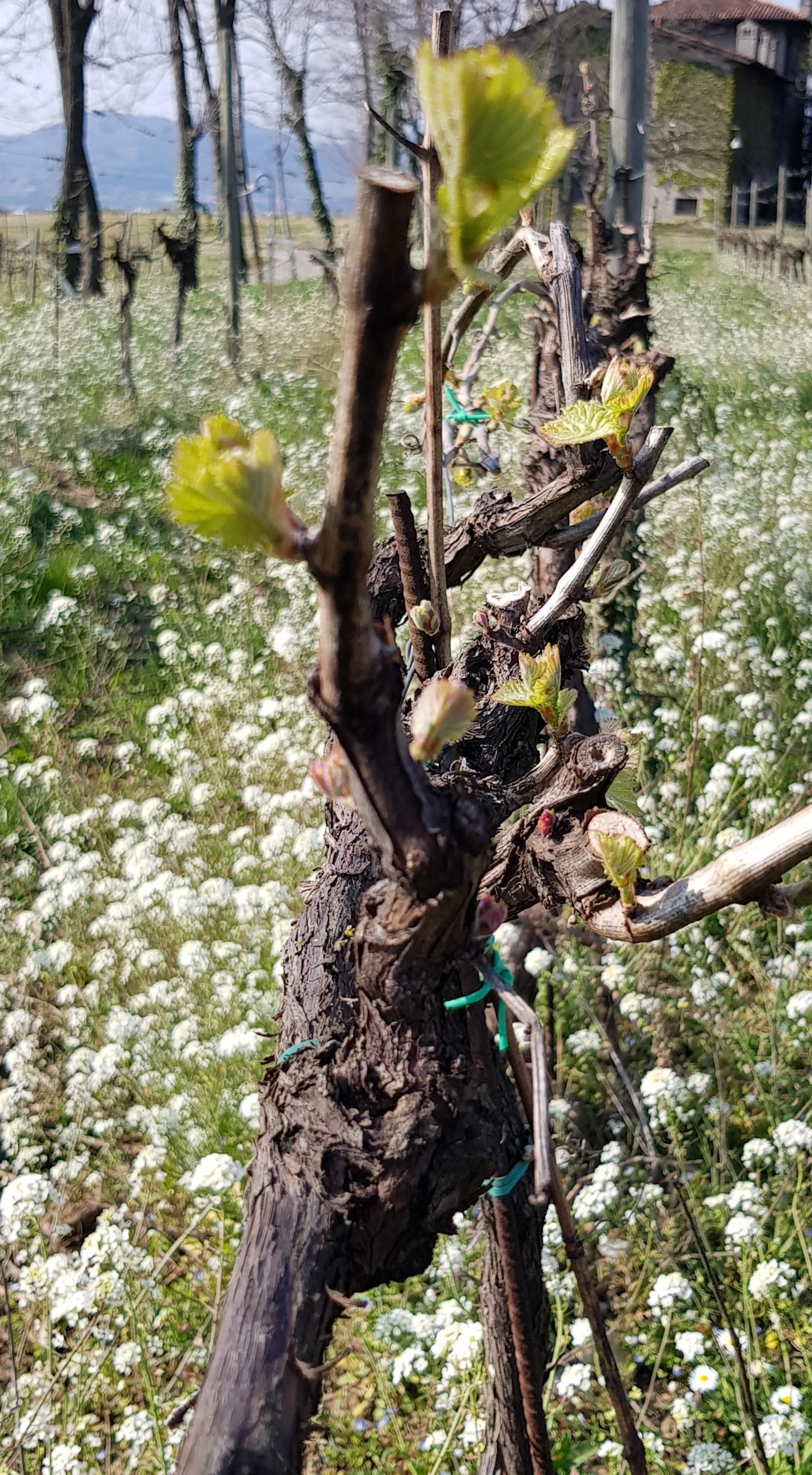 Close-up view of a grapevine trunk with budding green leaves, in a field of small white flowers, with a barn and trees in the background.