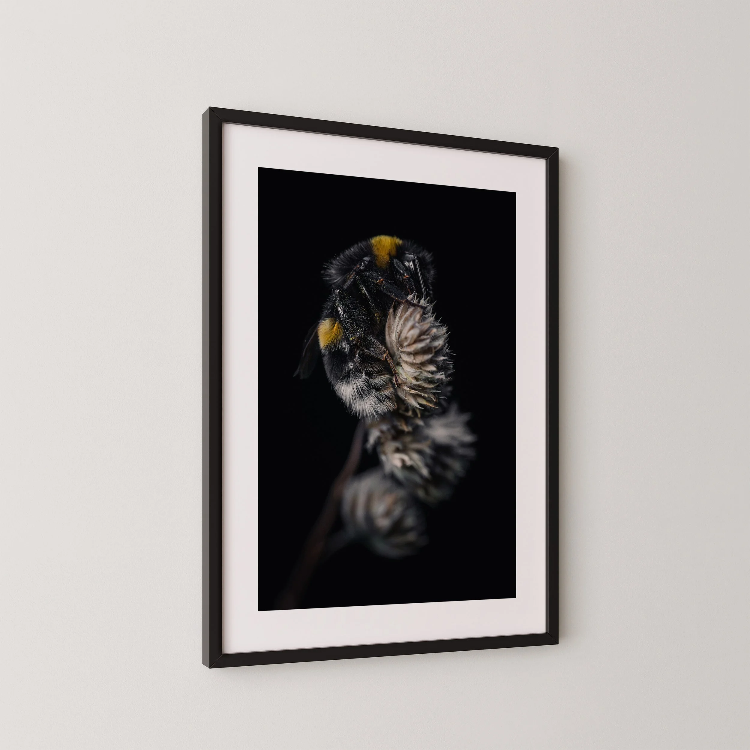 Der Schlaf der Hummel-f2.jpg