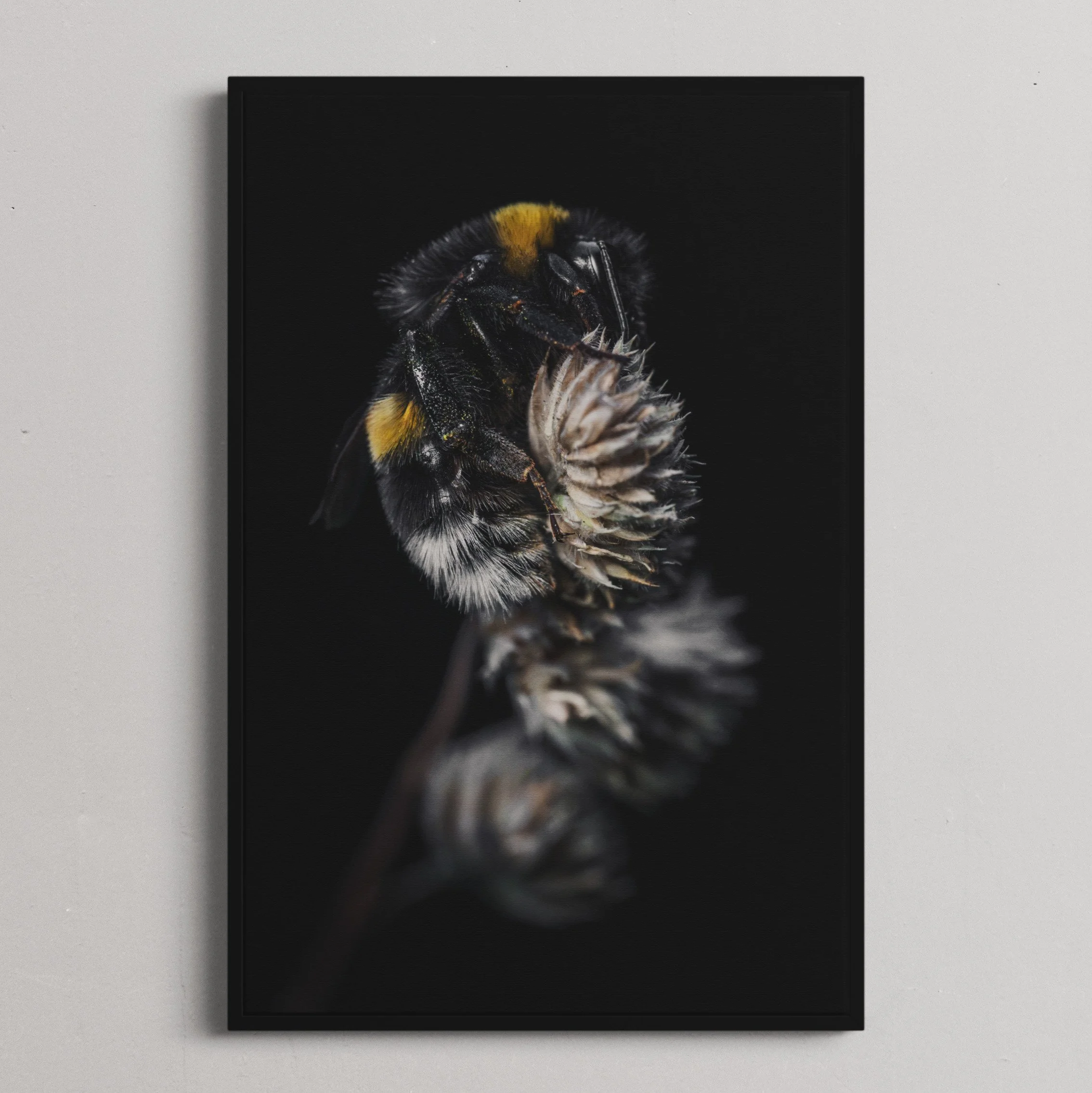 Der Schlaf der Hummel