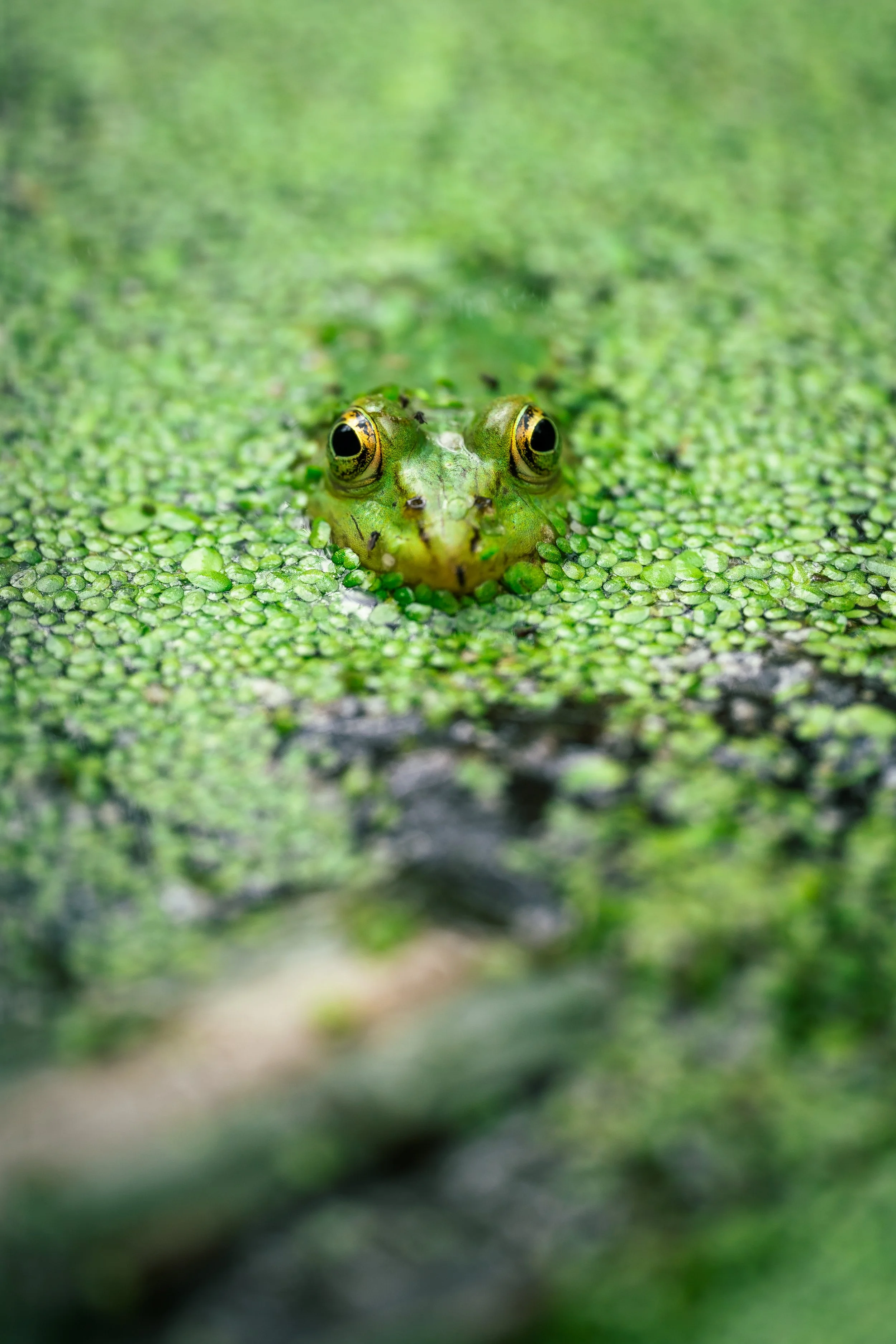 Auge in Auge.jpg