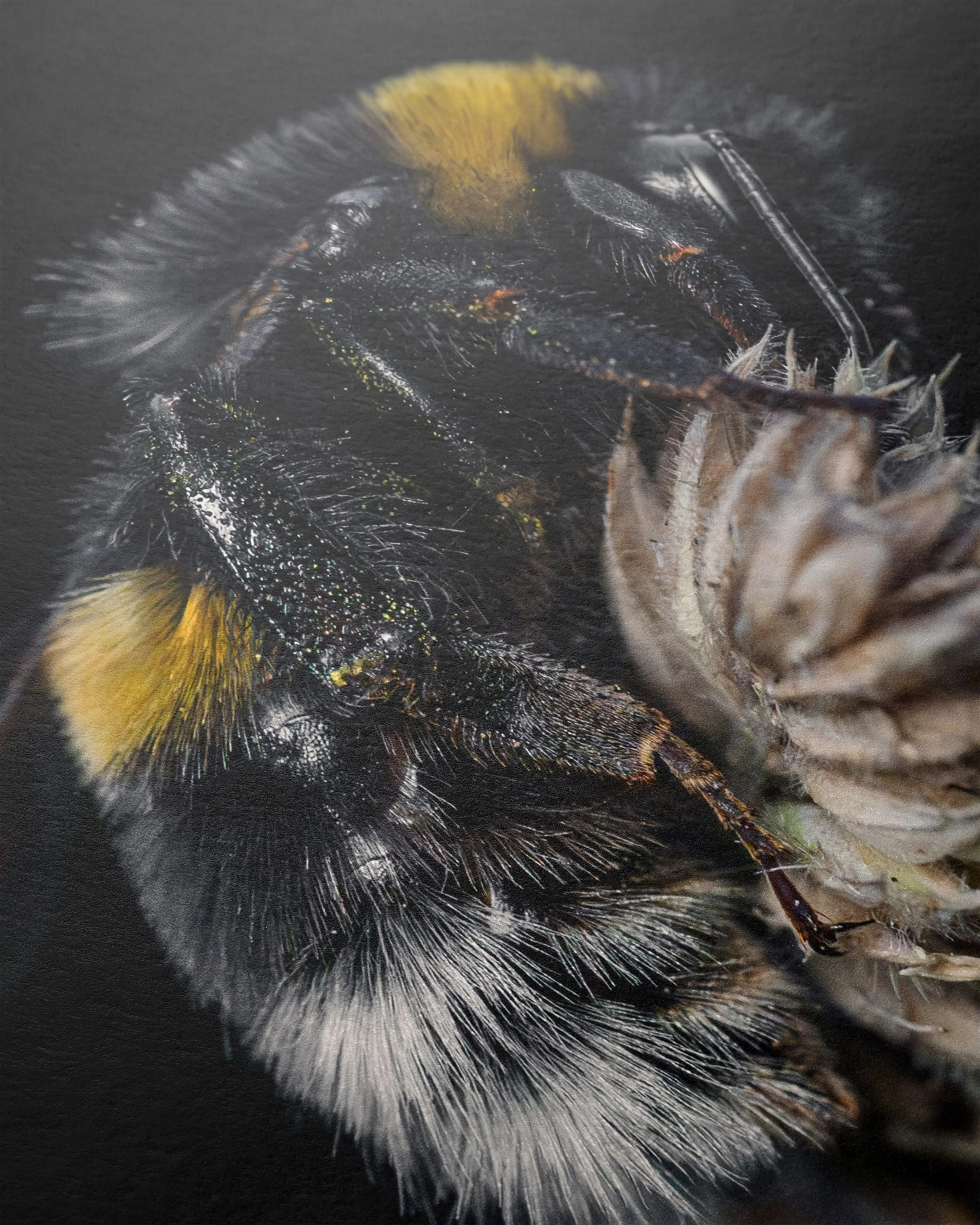 Der Schlaf der Hummel-c.jpg