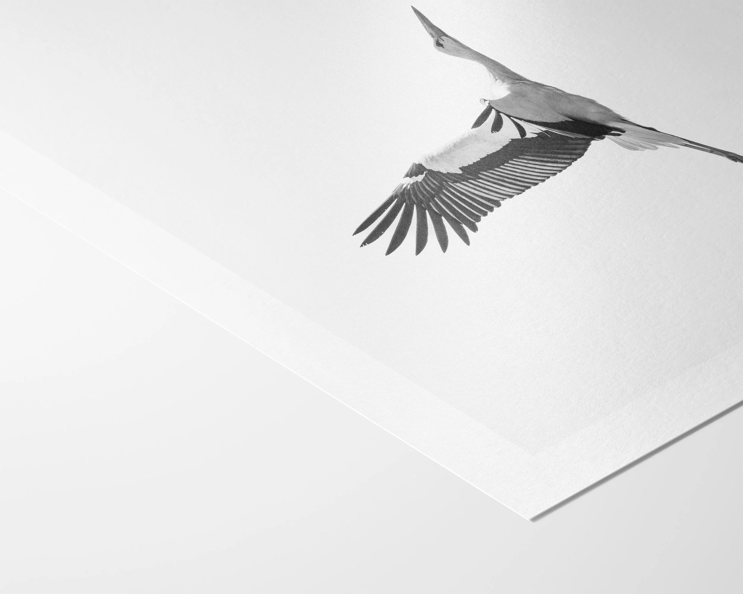 Storch-c.jpg