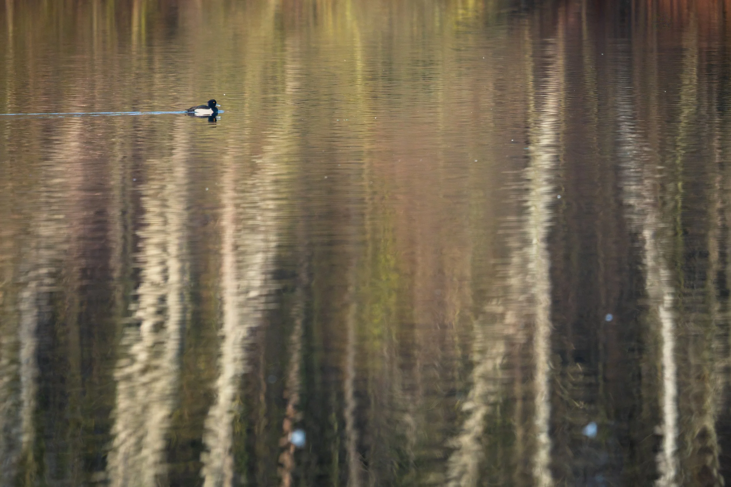 20251221-DSC01195 Kopie.jpeg