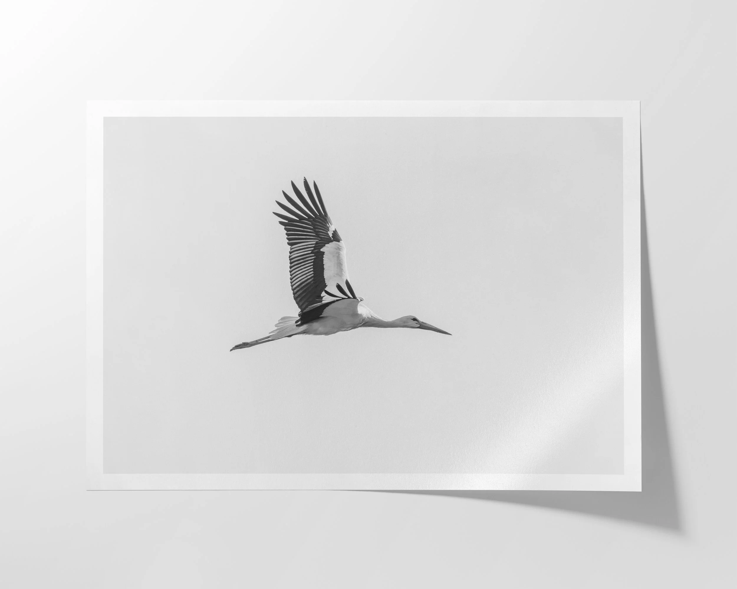 Storch-Pbb.jpg