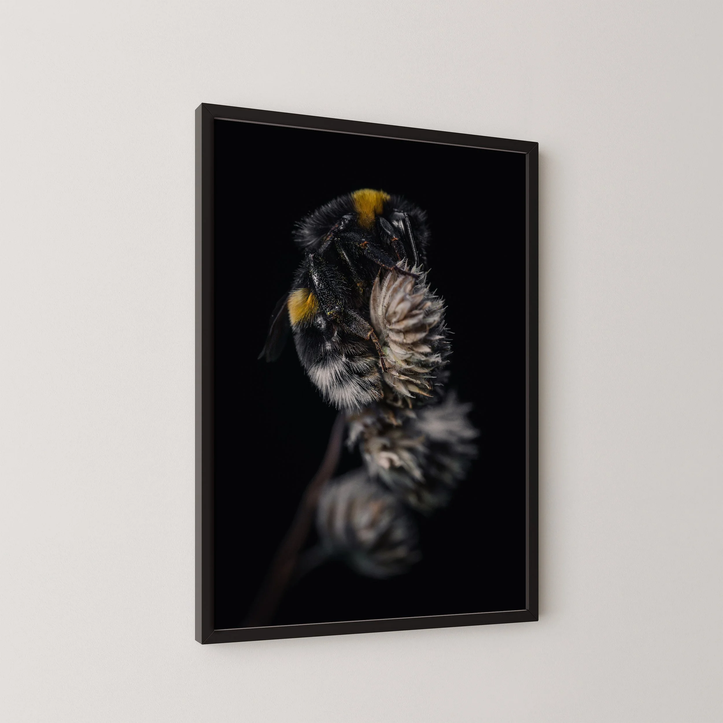 Der Schlaf der Hummel-f2b.jpg